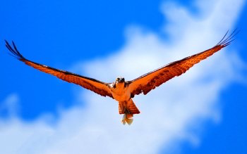 Preview Image 297074