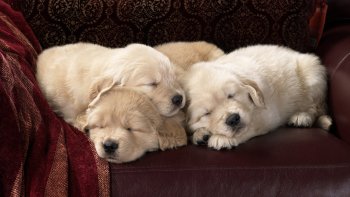 Preview Image 297126