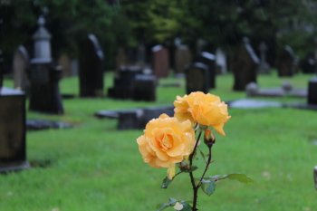 Preview Image 297832