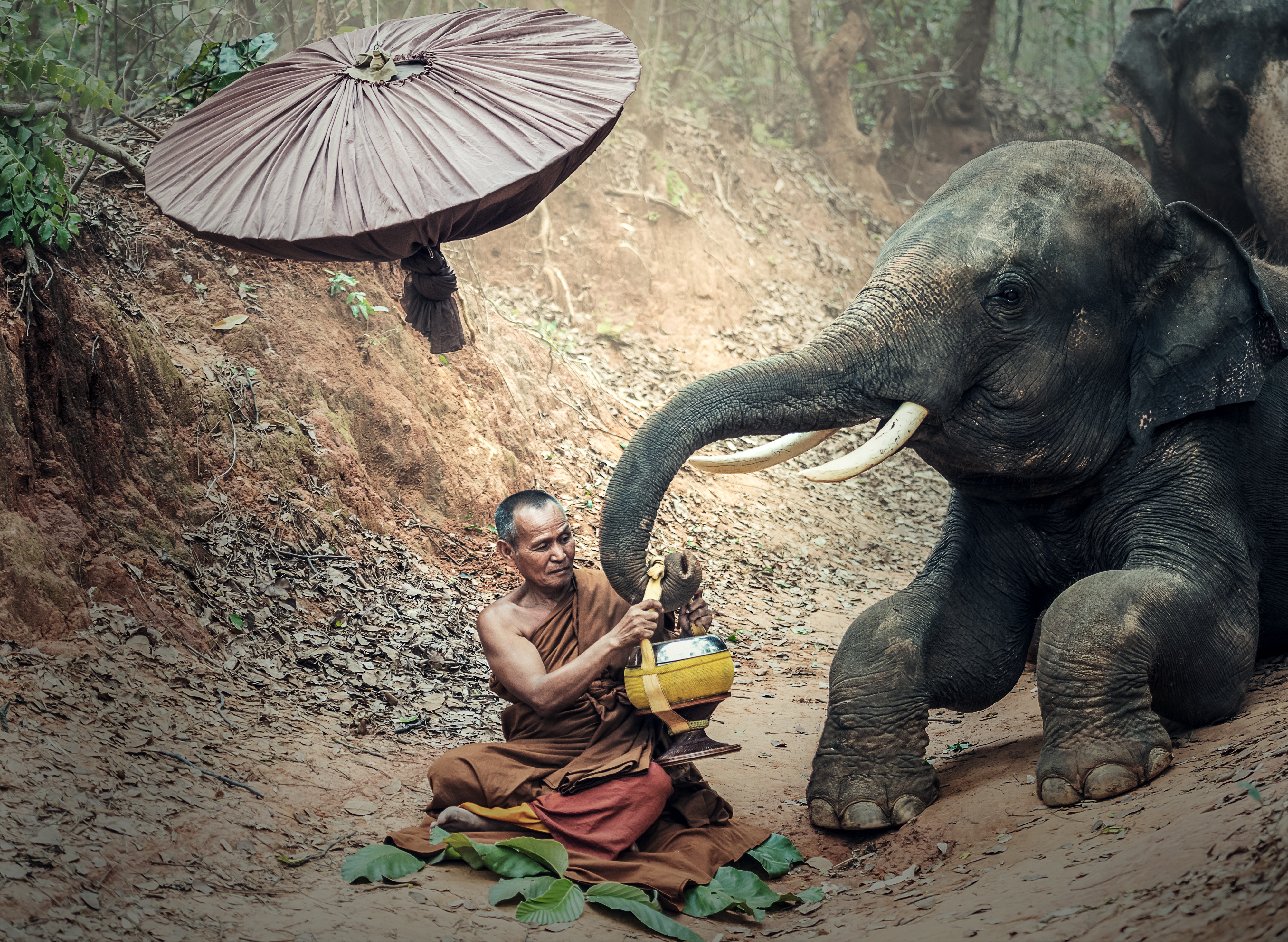 A Monk and Hes Elephant in Cambodia