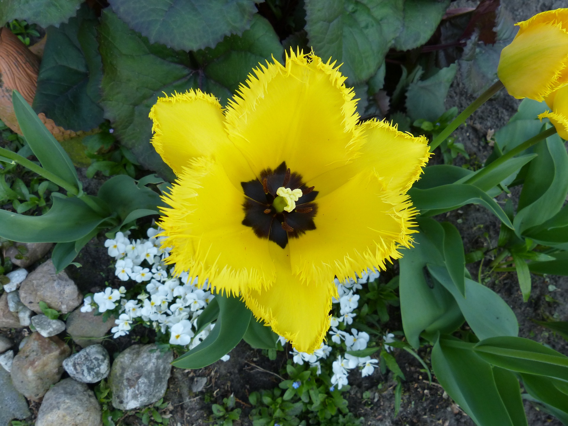 Yellow Tulip in a Garden