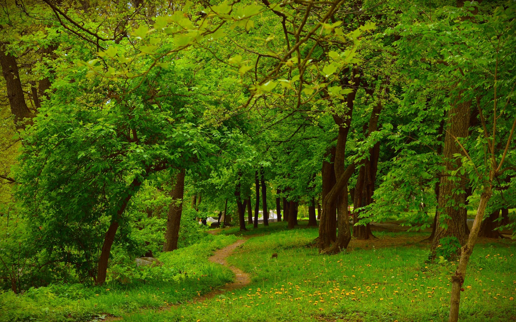 Green Spring Forest Image Abyss