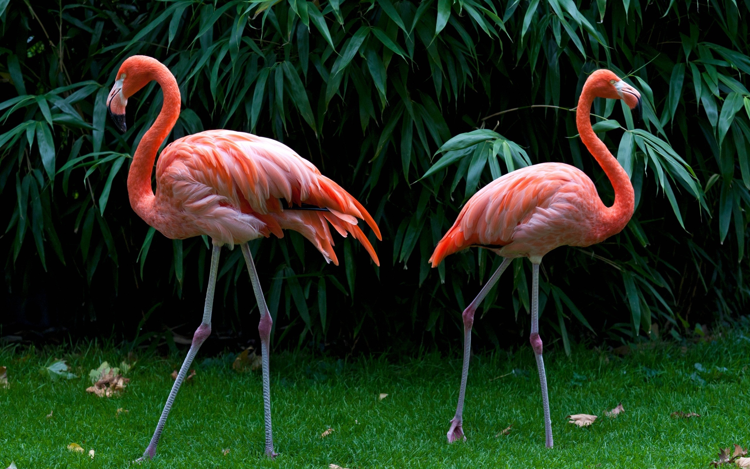 why-do-flamingos-stand-on-one-leg-bird-spot