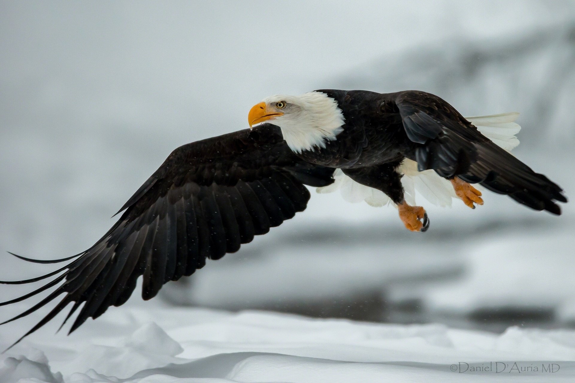 A bald eagle soars gracefully through the air, showcasing its impressive wingspan against a backdrop of snow, embodying the essence of a majestic flying bird.