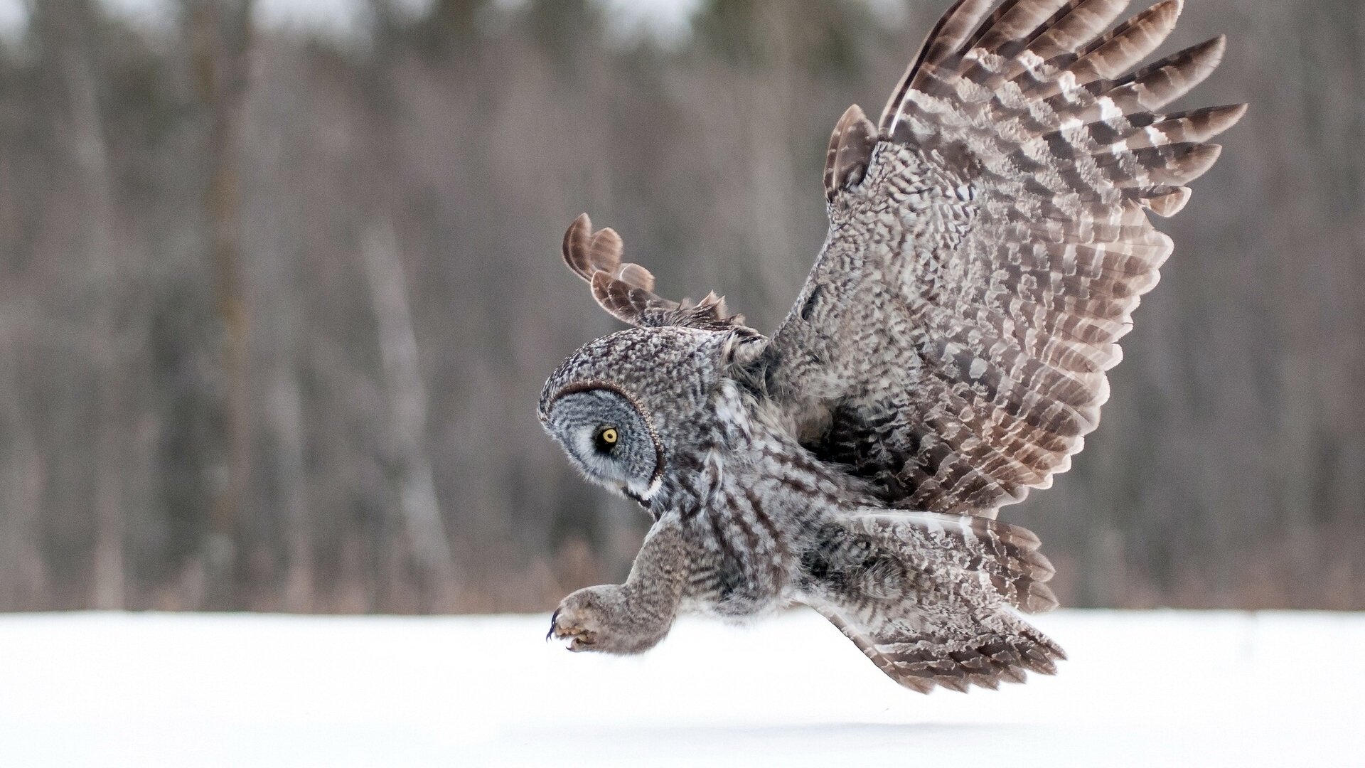 Download Animal Owl Image