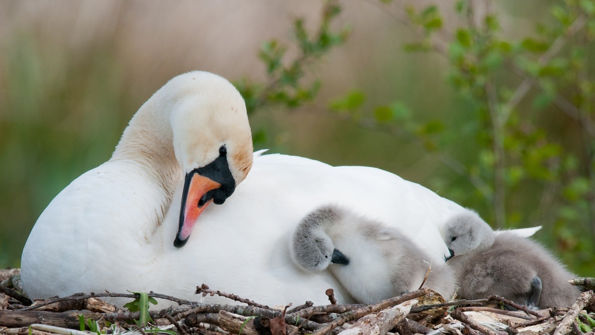  Mute Swan and Her Cygnets