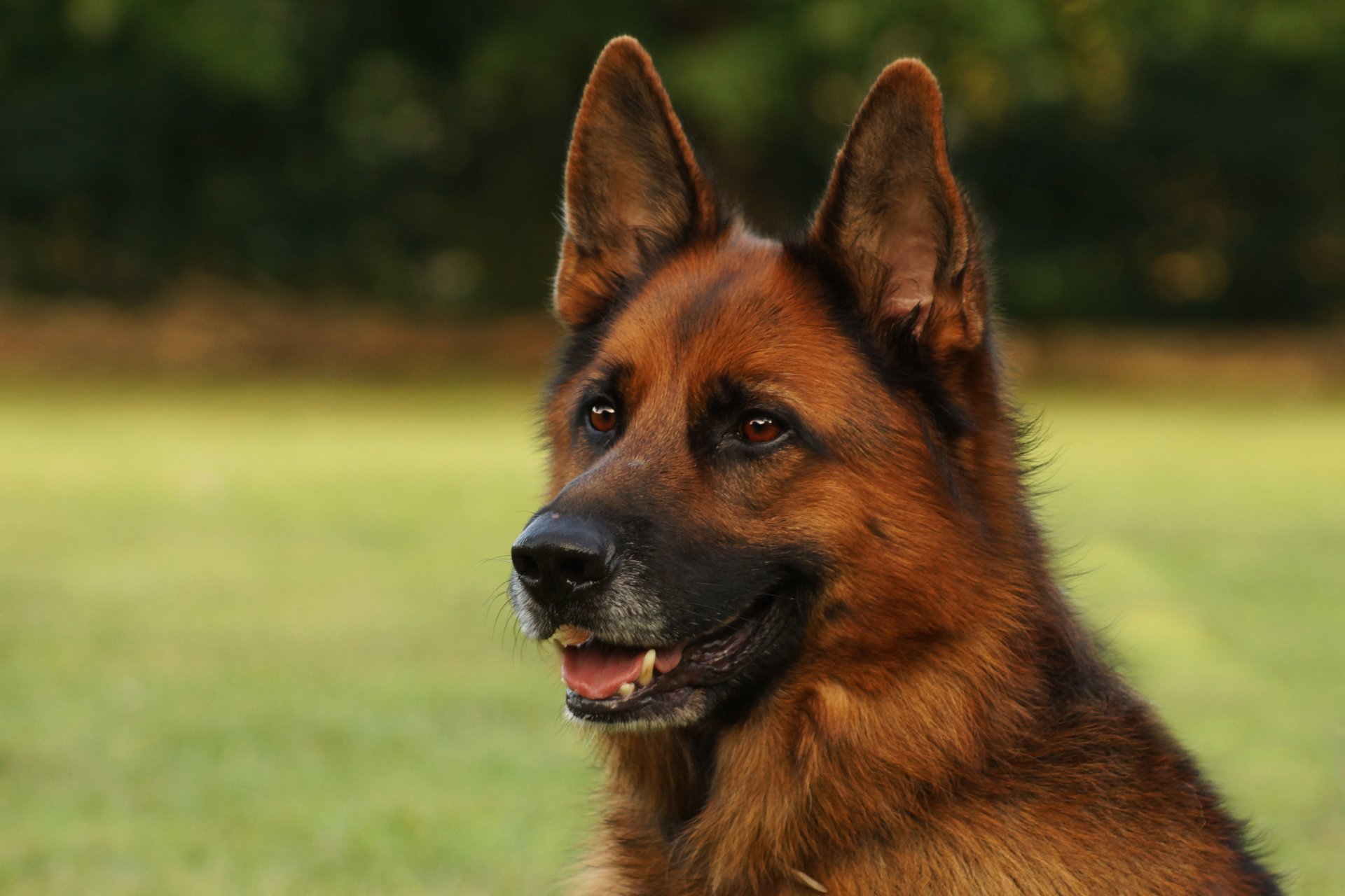 Download Muzzle Dog Animal German Shepherd Image