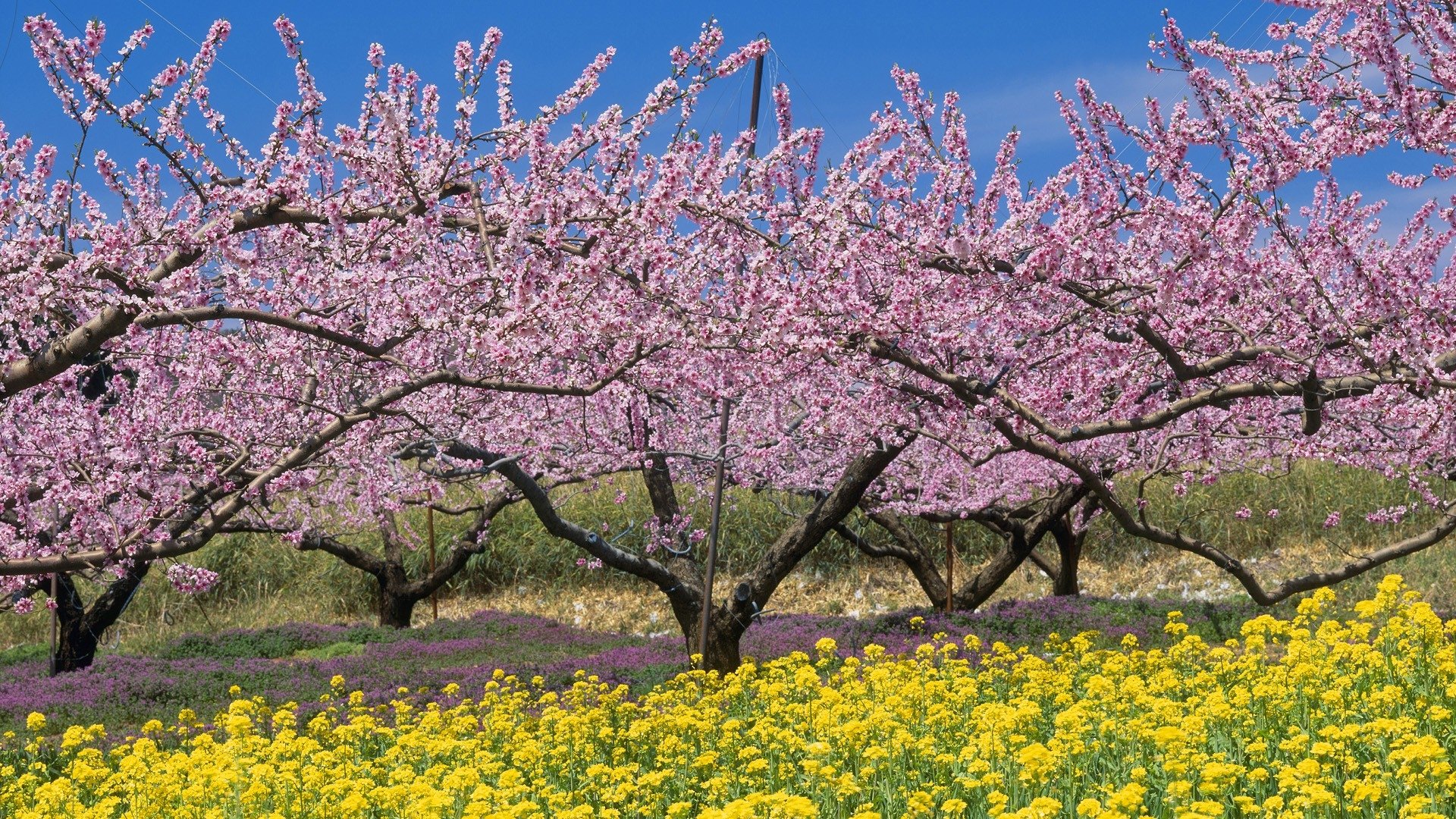 Download Pink Flower Yellow Flower Flower Tree Blossom Nature Spring Image