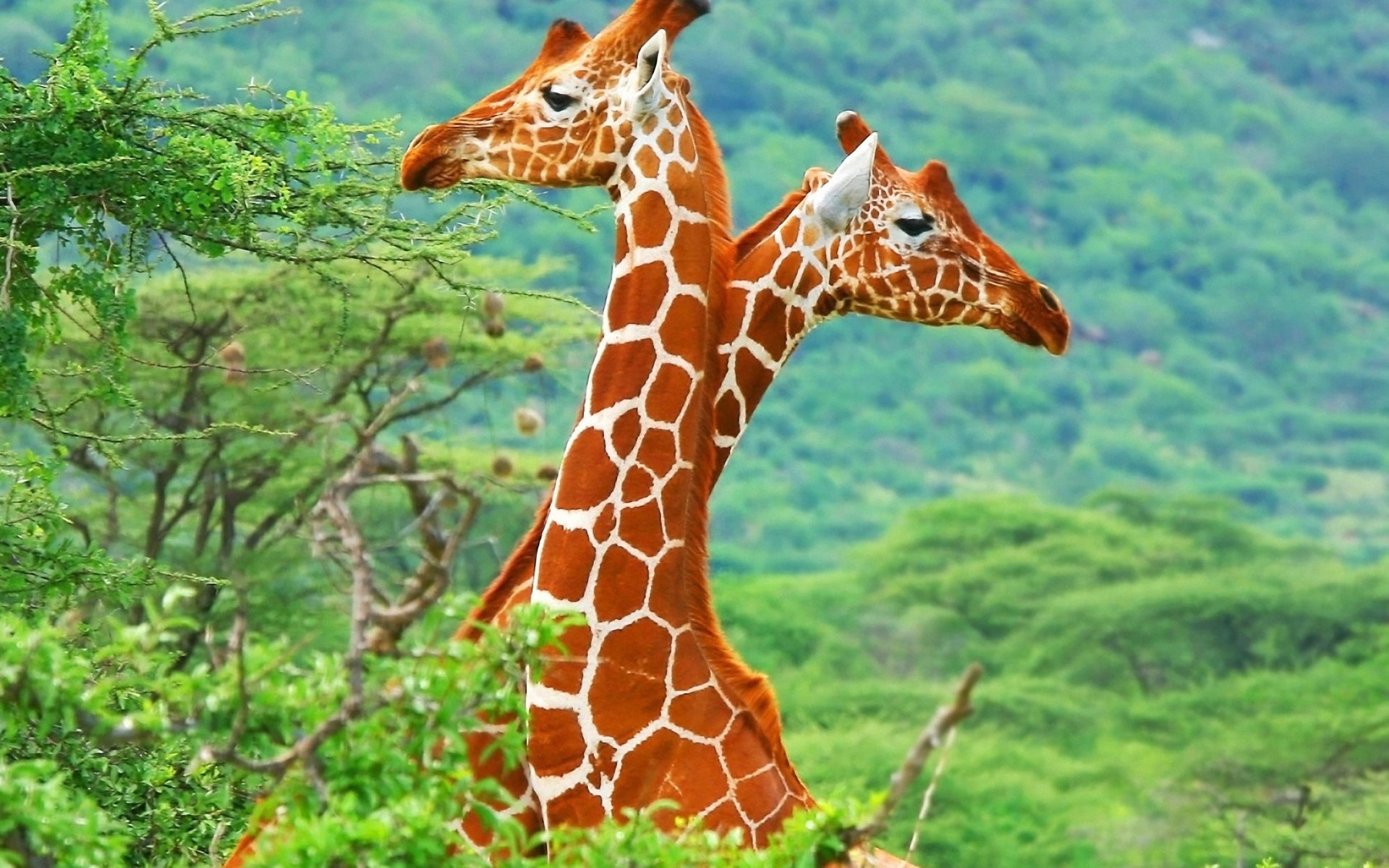 Download Animal Giraffe Image