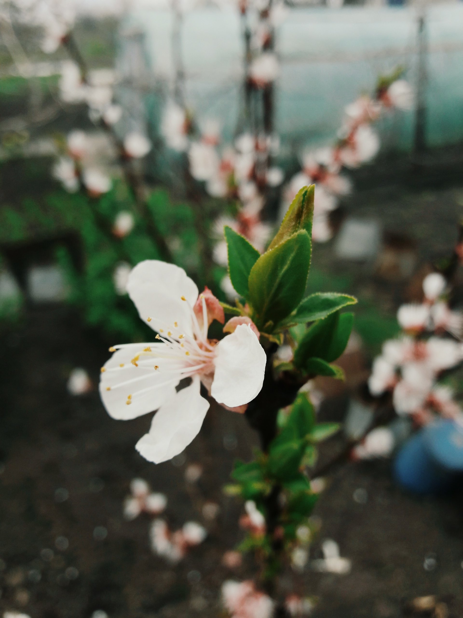 flower apple blossom nature blossom Image