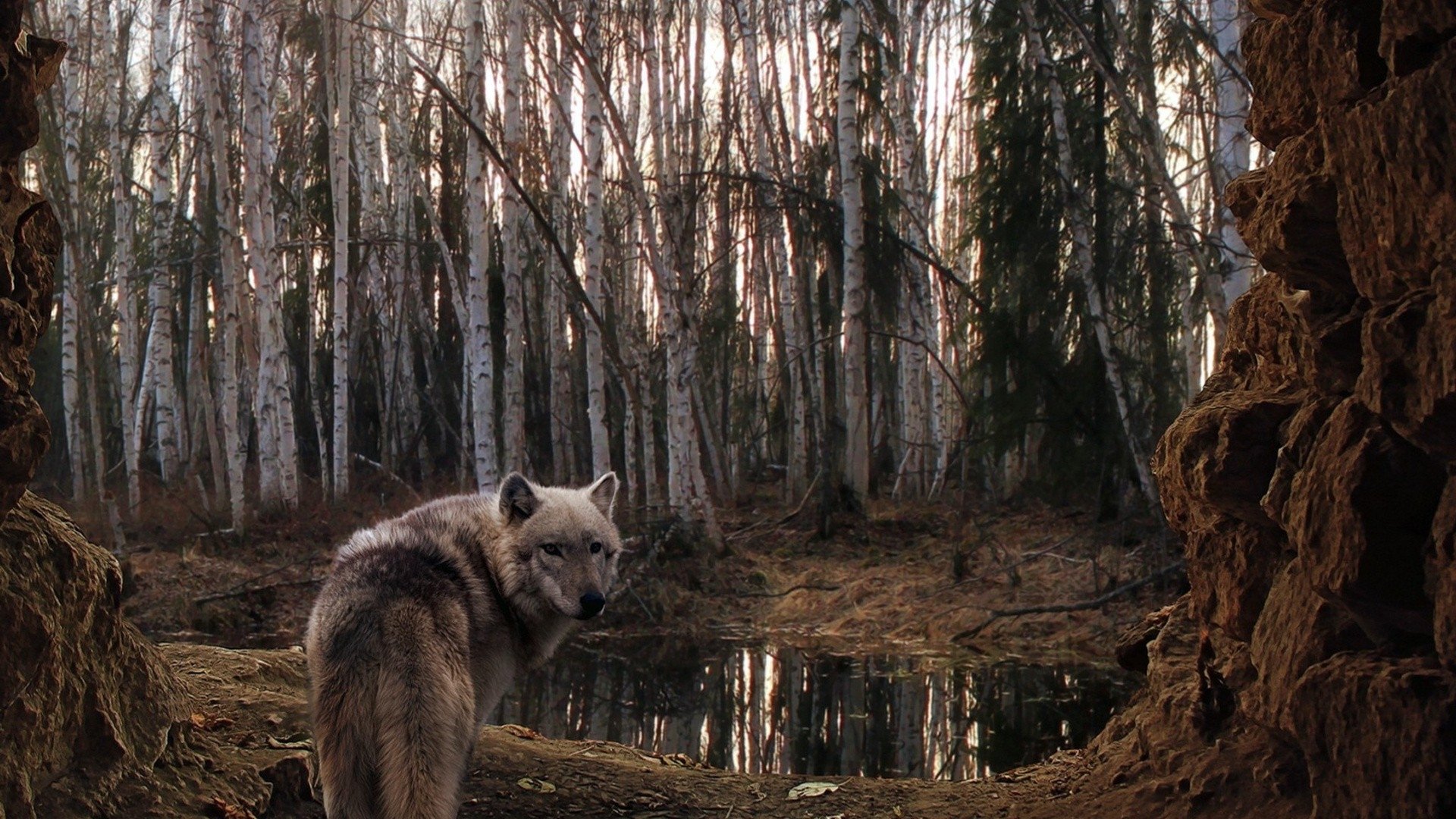 A wolf stands near a serene pond, surrounded by a birch forest, creating a tranquil scene of wildlife in a peaceful natural setting.