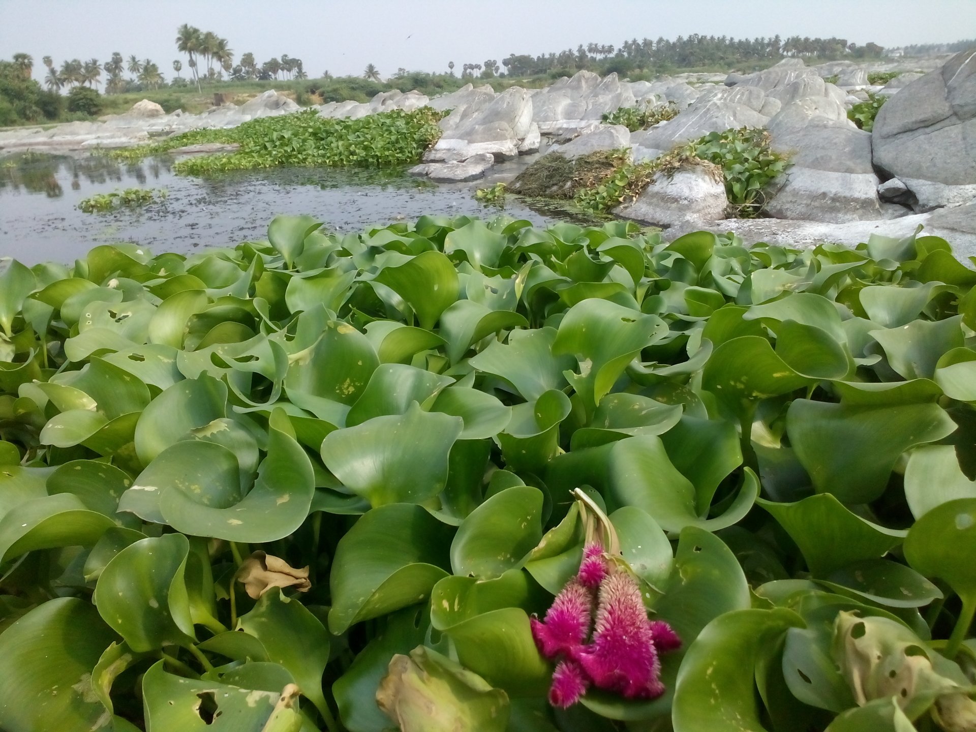 leaf photography nature Image