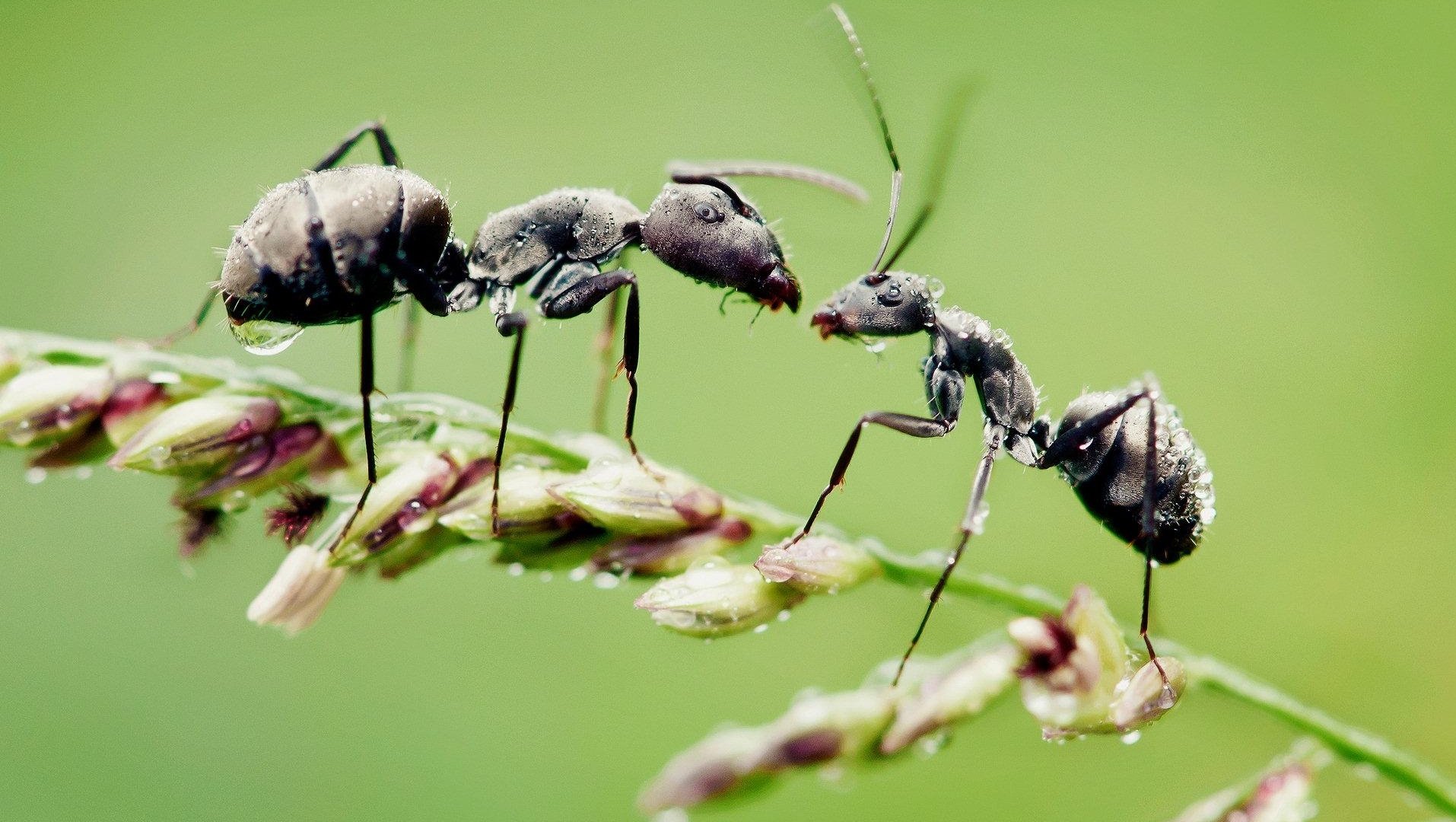 insect macro Animal ant Image