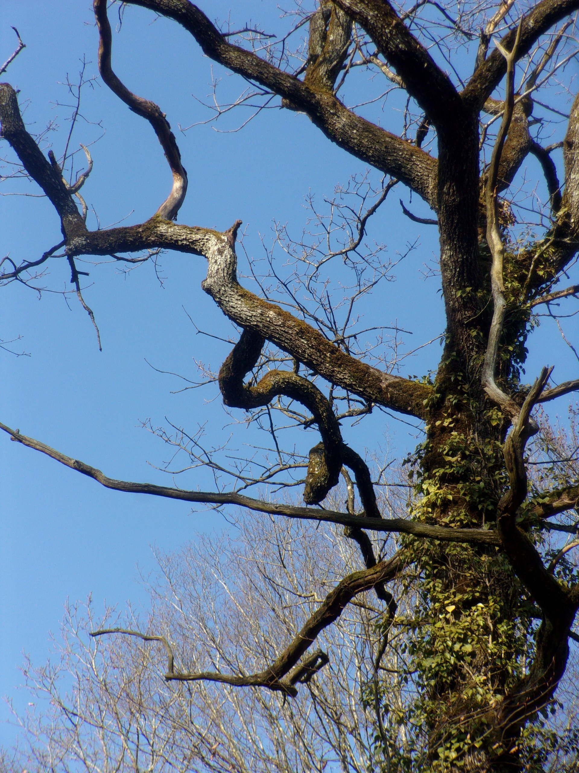Leafless tree branches twist against a clear blue sky, showcasing the intricate patterns found in nature.