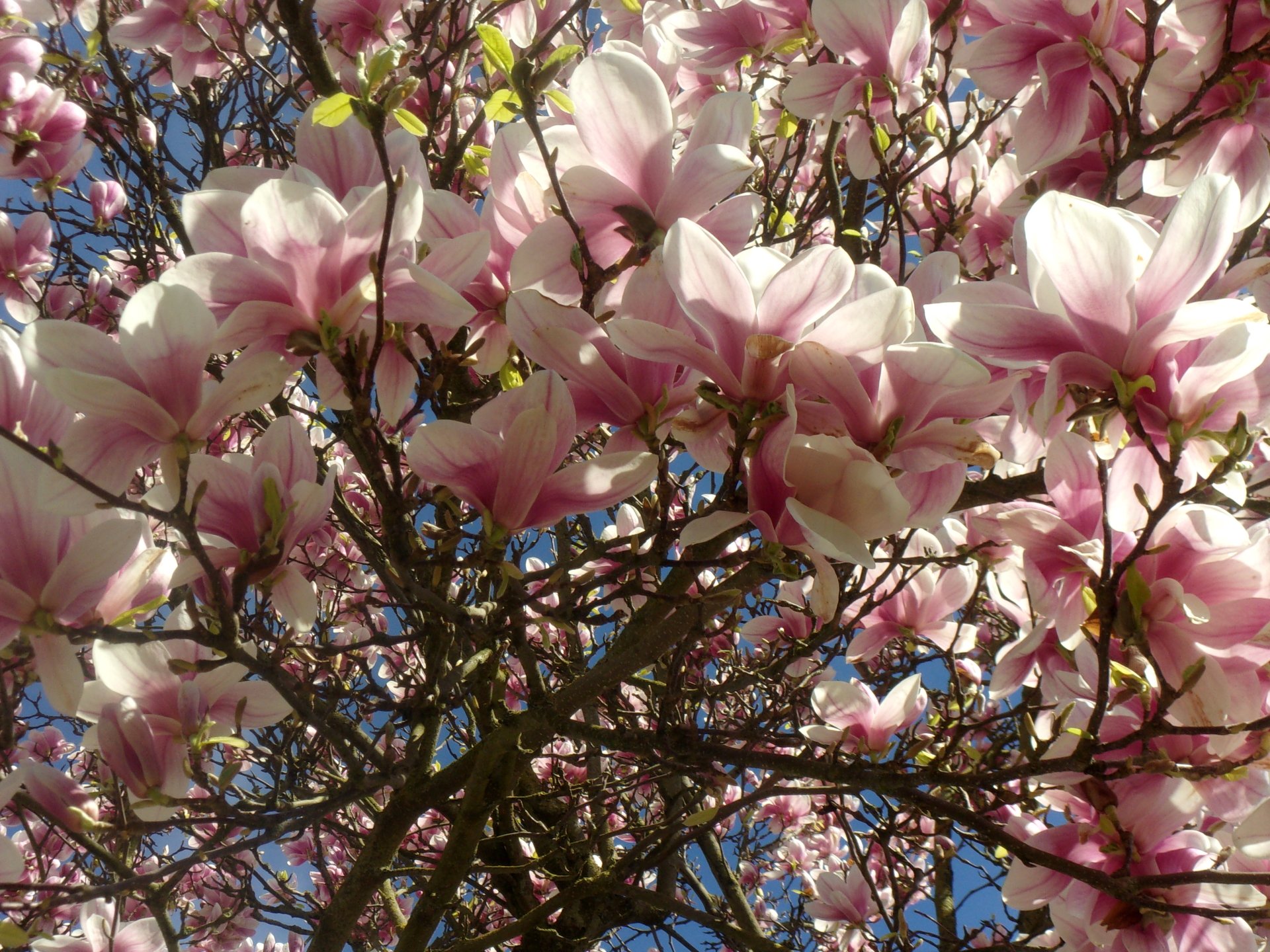 blossom nature magnolia Image