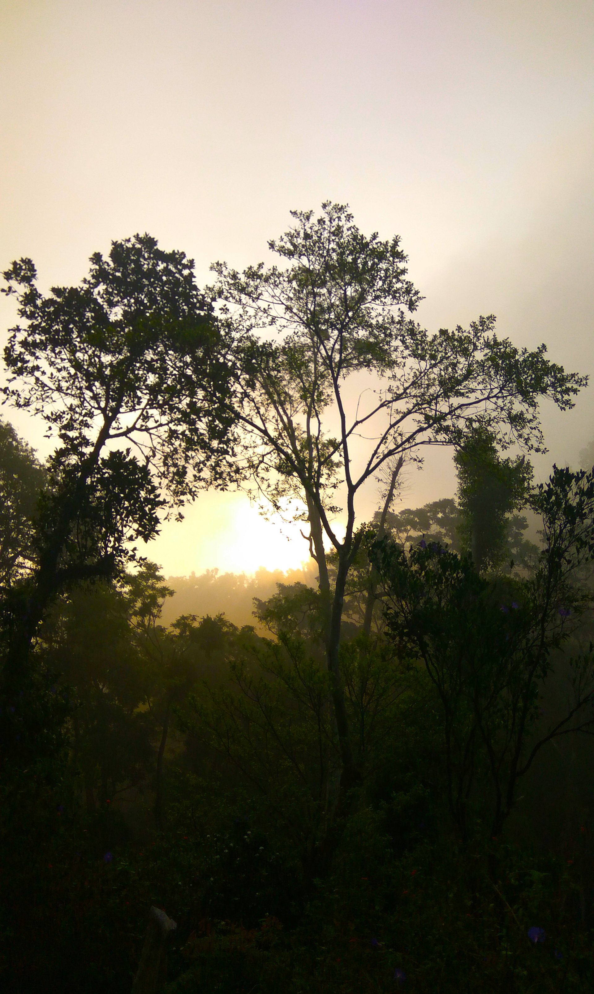 dawn tree nature sunrise Image