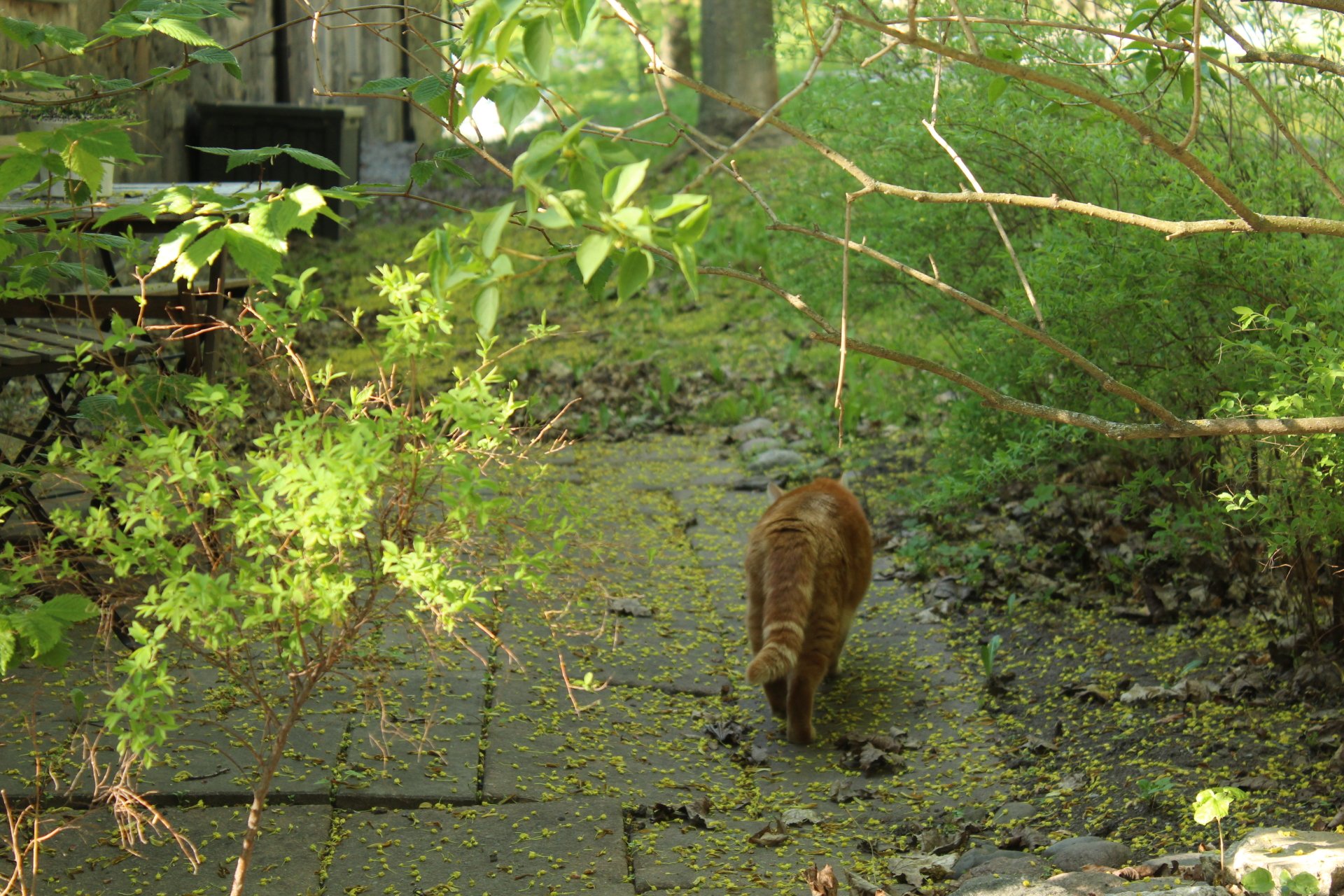 bush Animal cat Image