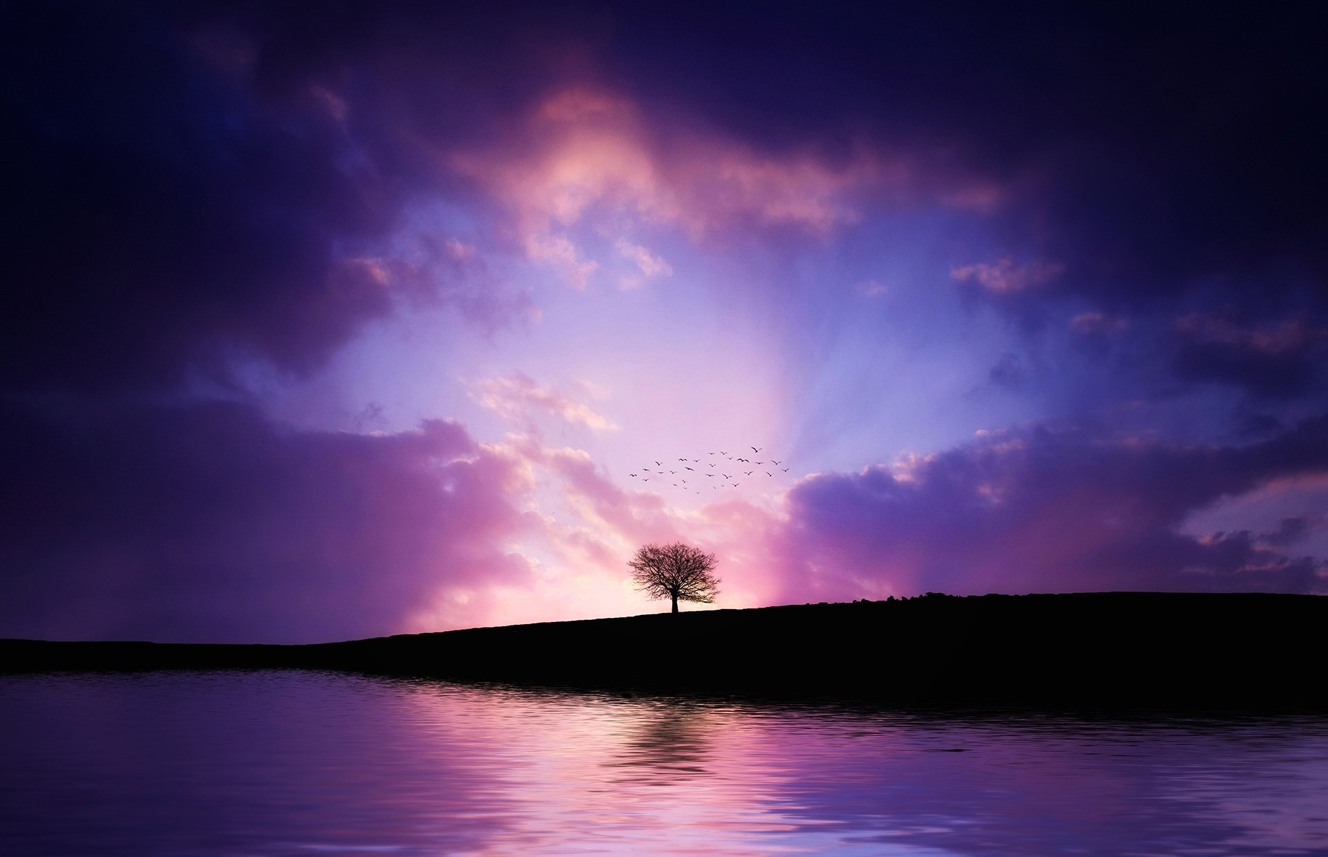  Tree Silhouette in Purple Sunset by Bessi