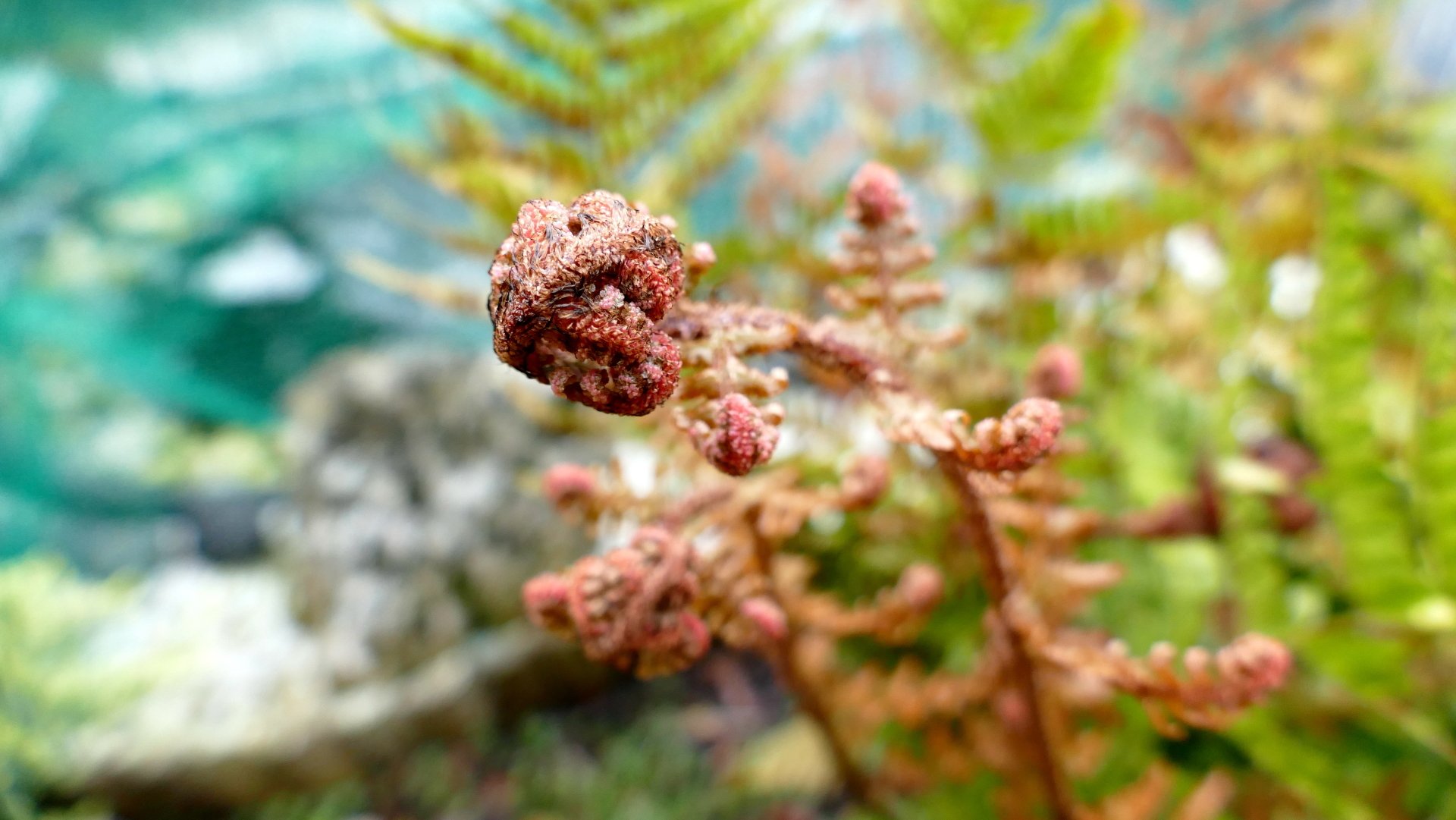 nature fern Image