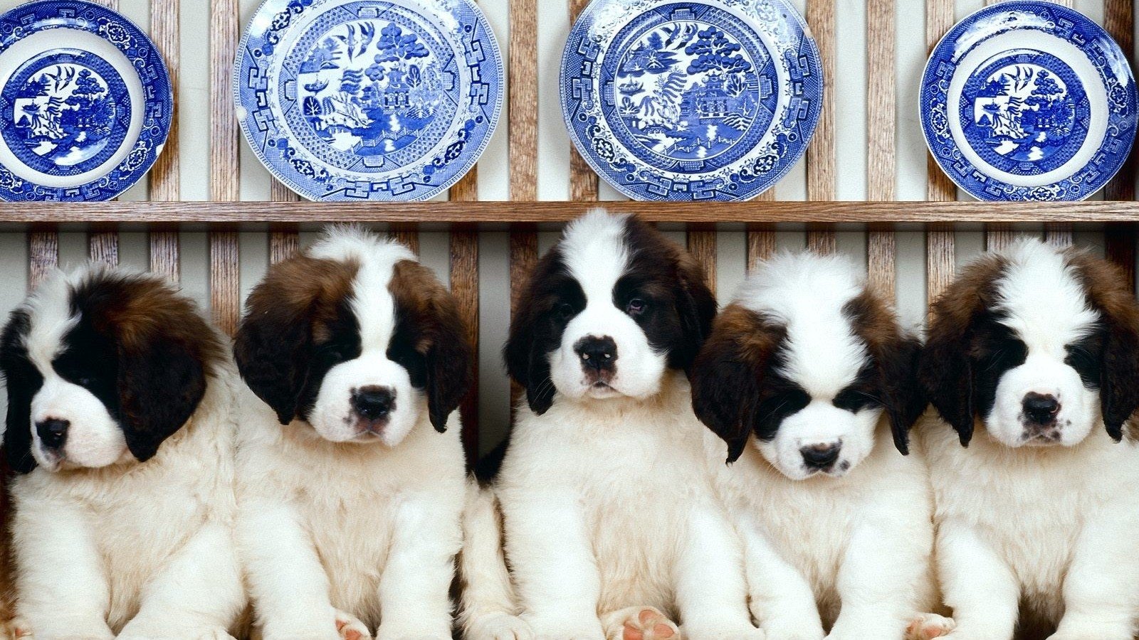  Saint Bernard Puppies