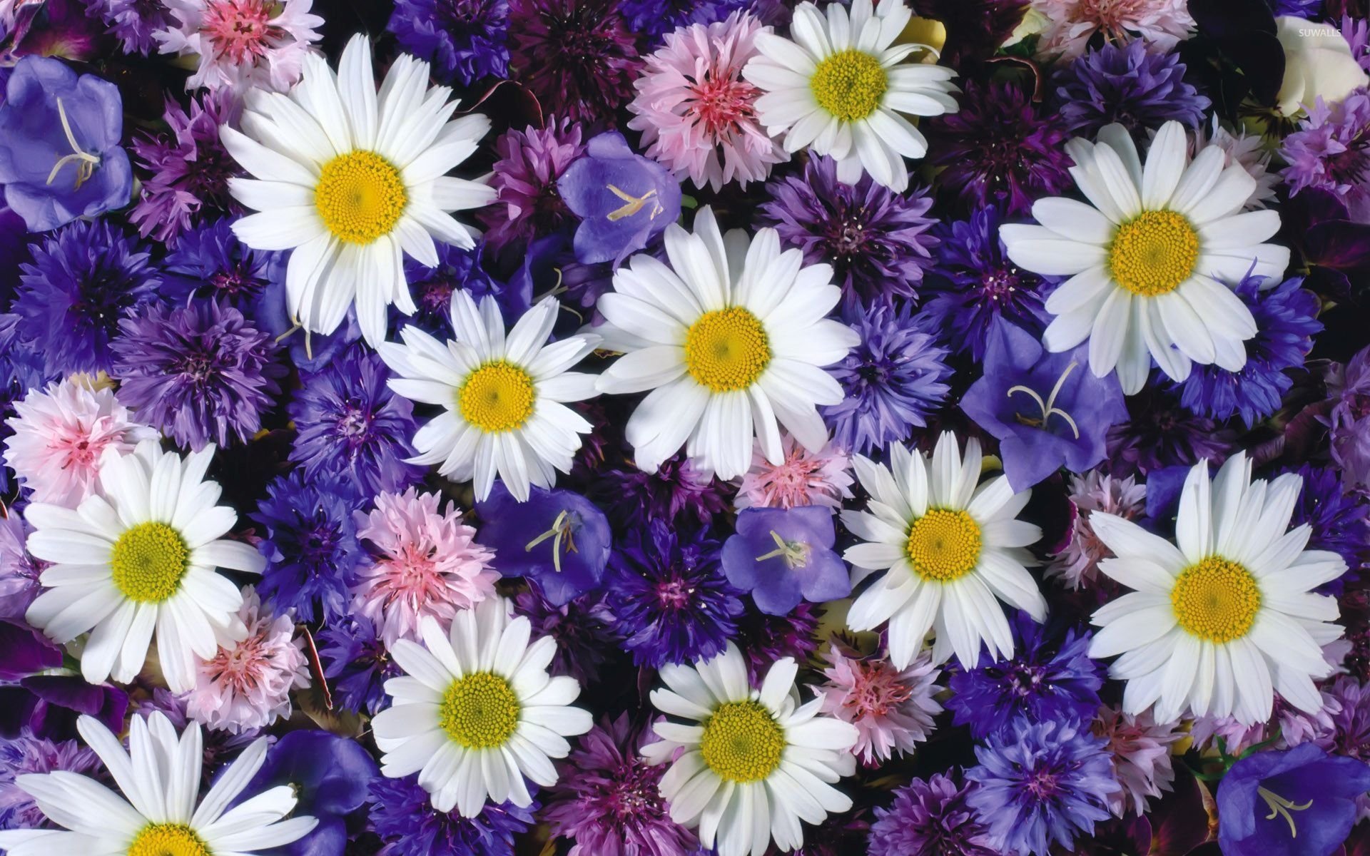 purple flower daisy white flower cornflower nature flower Image