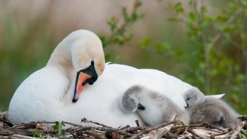 Preview Image 298238