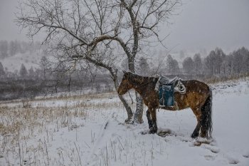 Preview Image 298577