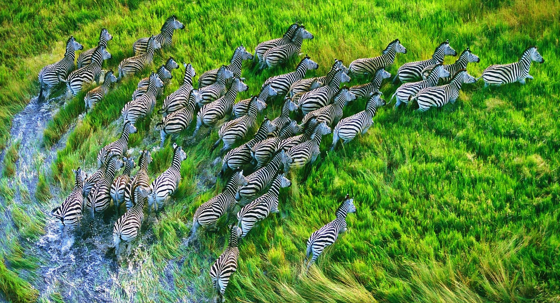 Dazzle of Zebras
