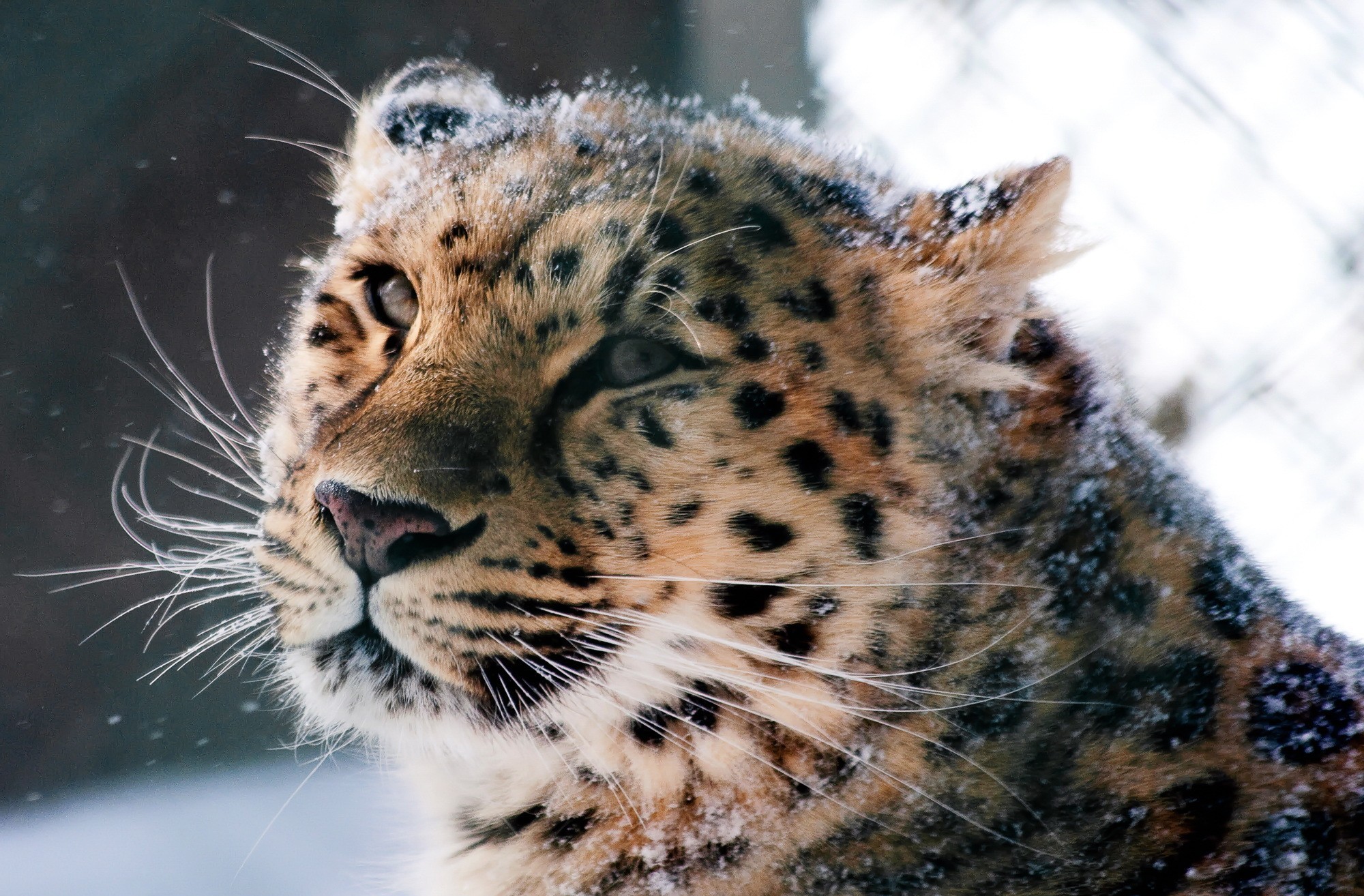 Snow Leopard Picture - Image Abyss