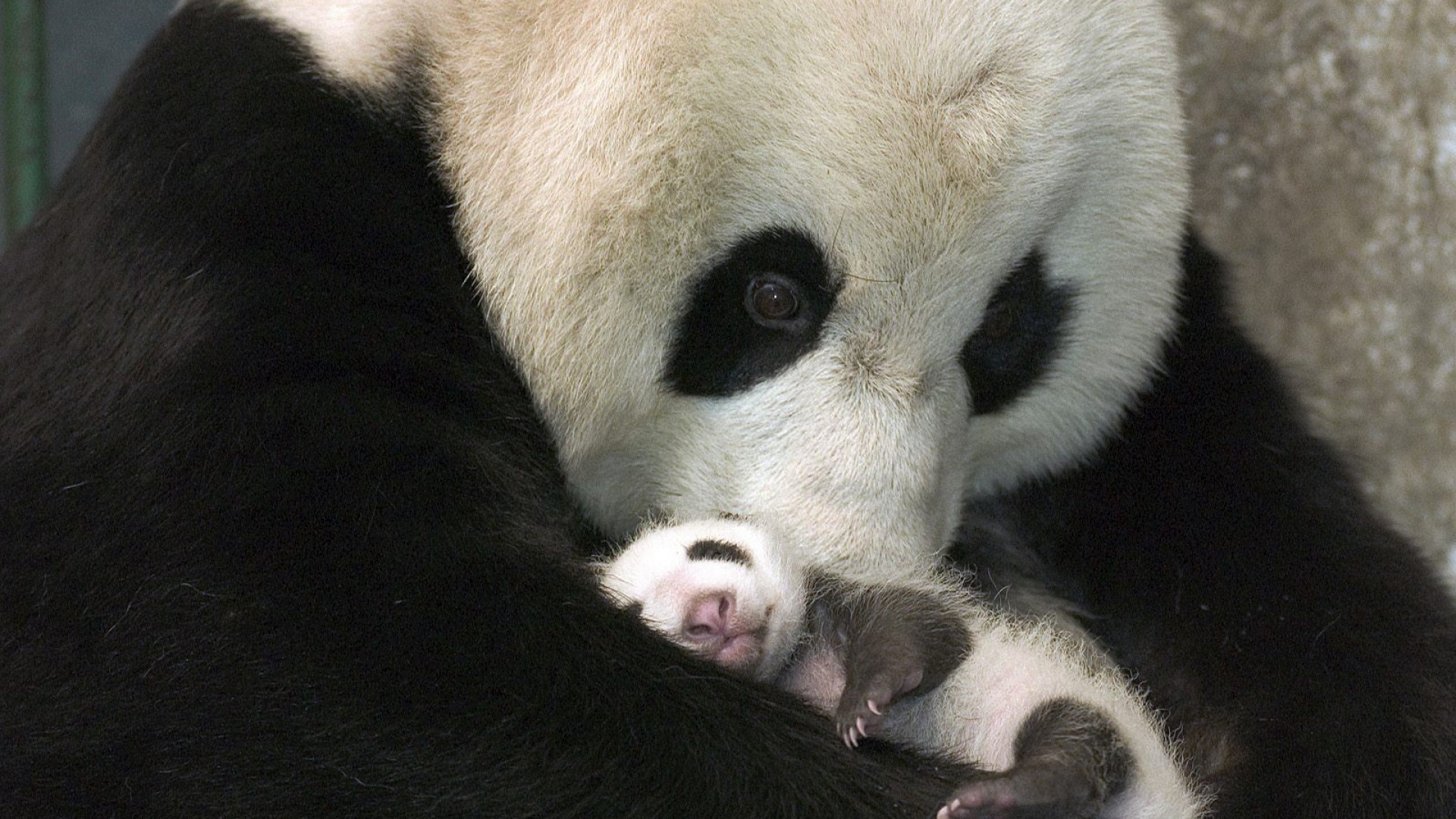 Panda Mother and Baby Image Abyss
