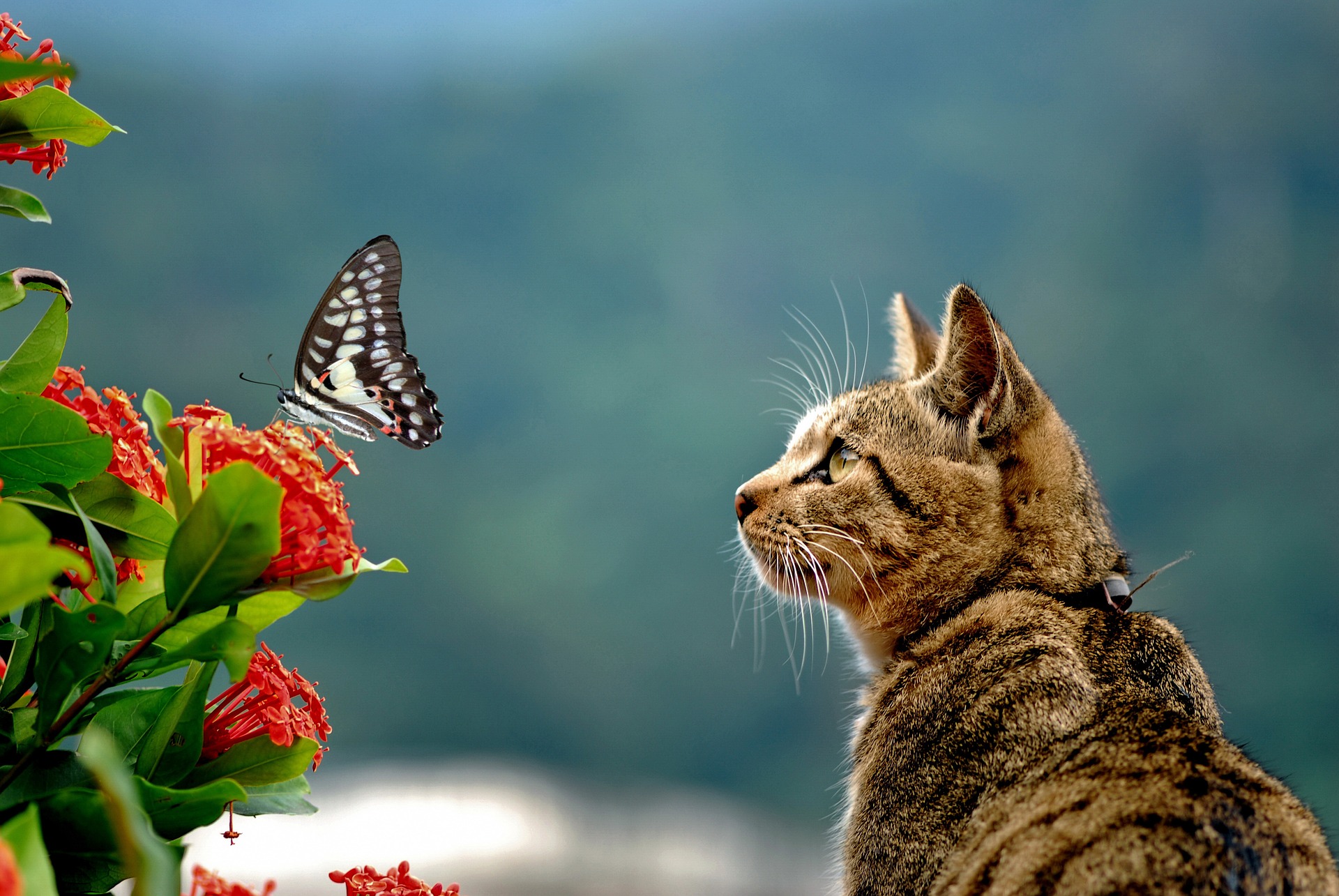 Curious Cat looking at a Swallowtail Butterfly by geniusad96 - Image Abyss