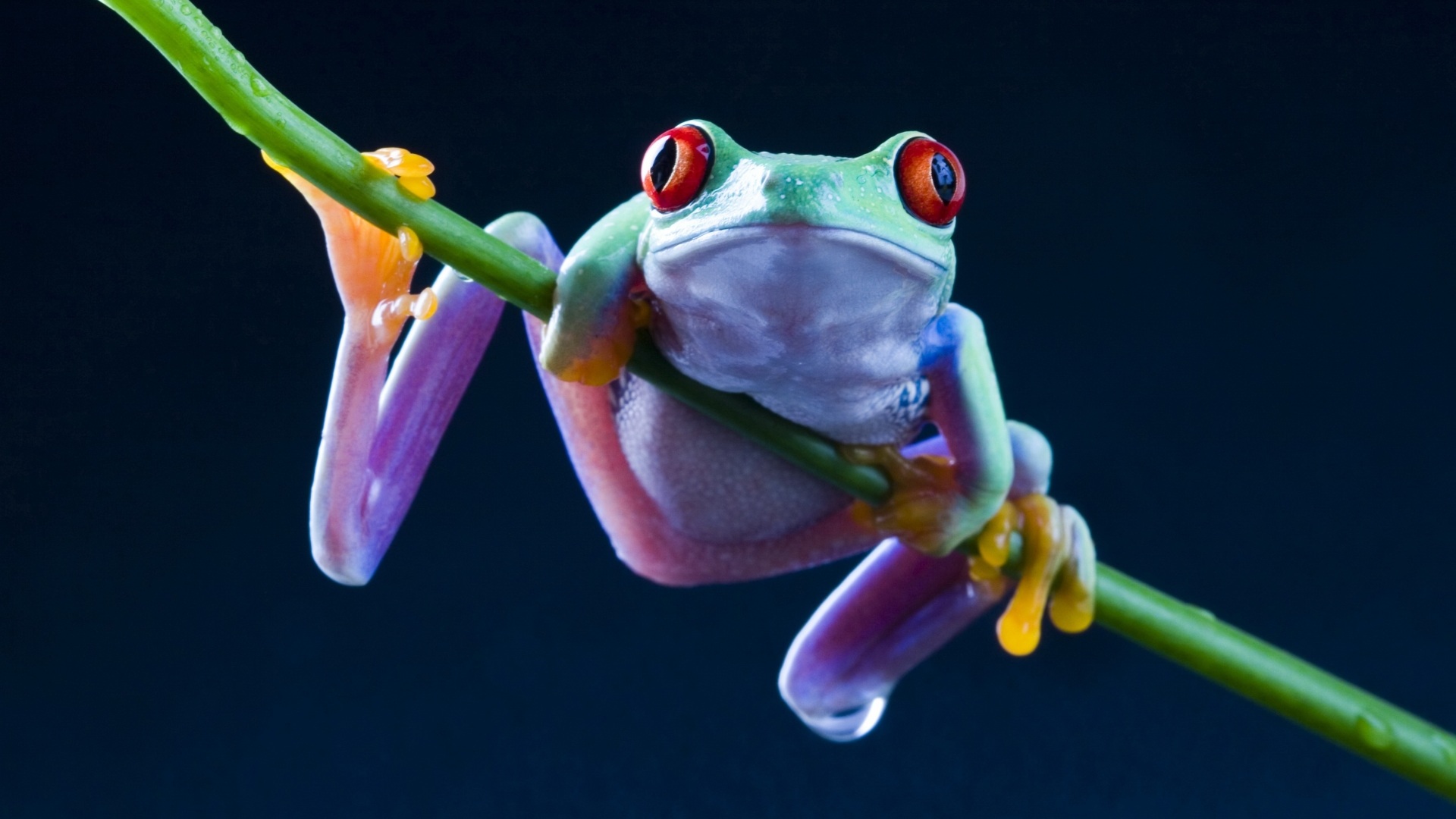 Red Eyed Tree Frog Picture