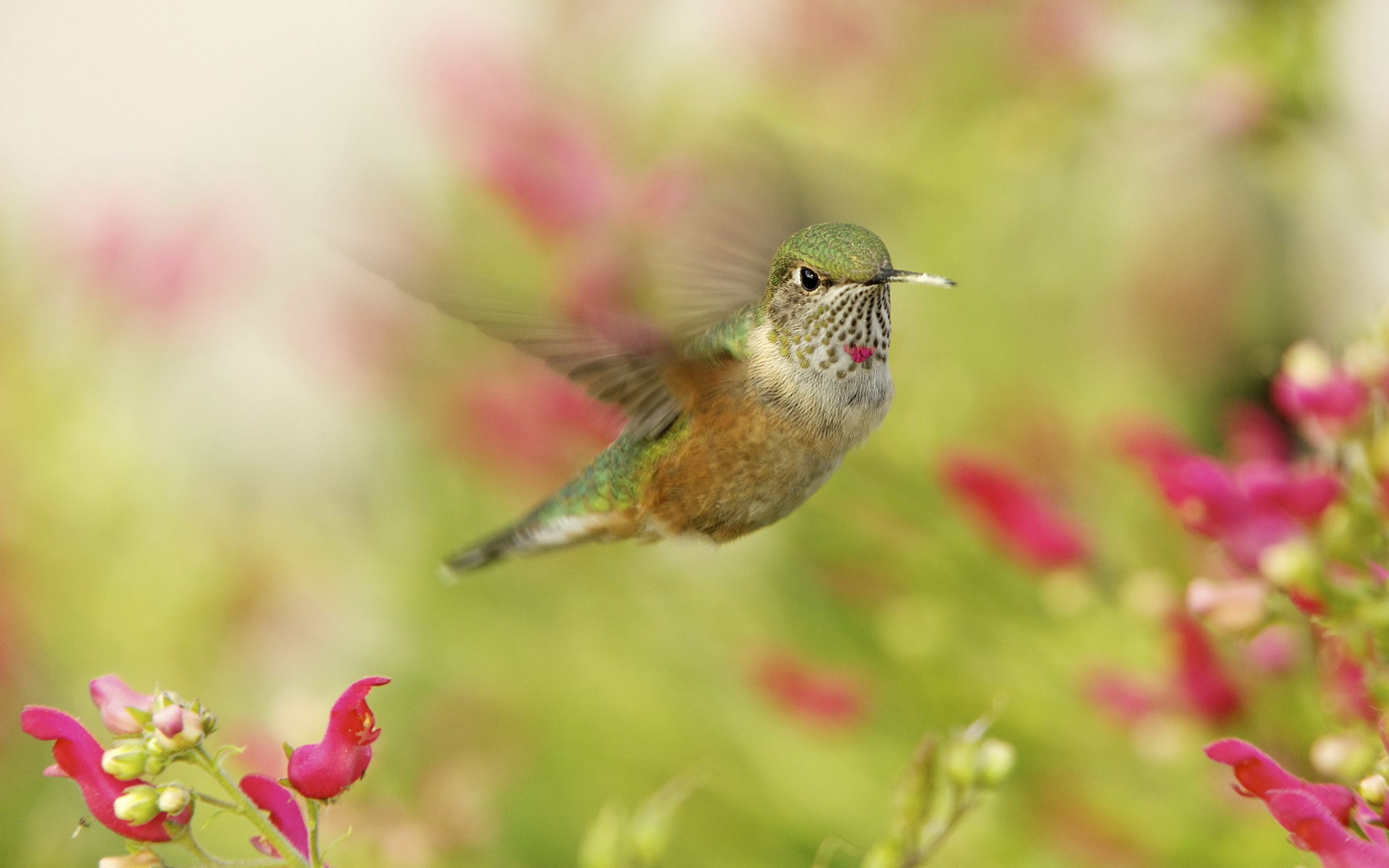 Hummingbird Picture