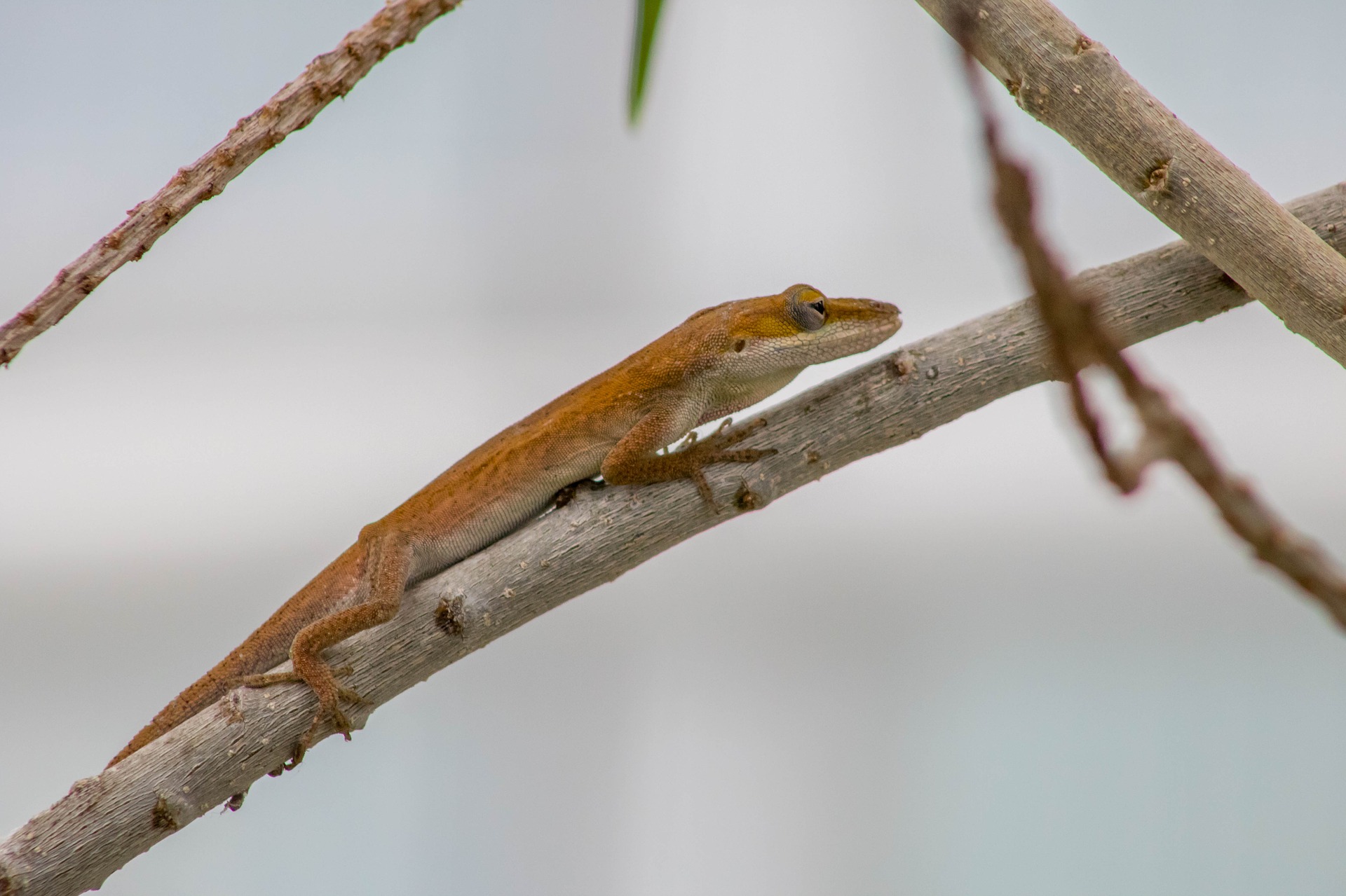 Small Brown Lizard by Katie Rose