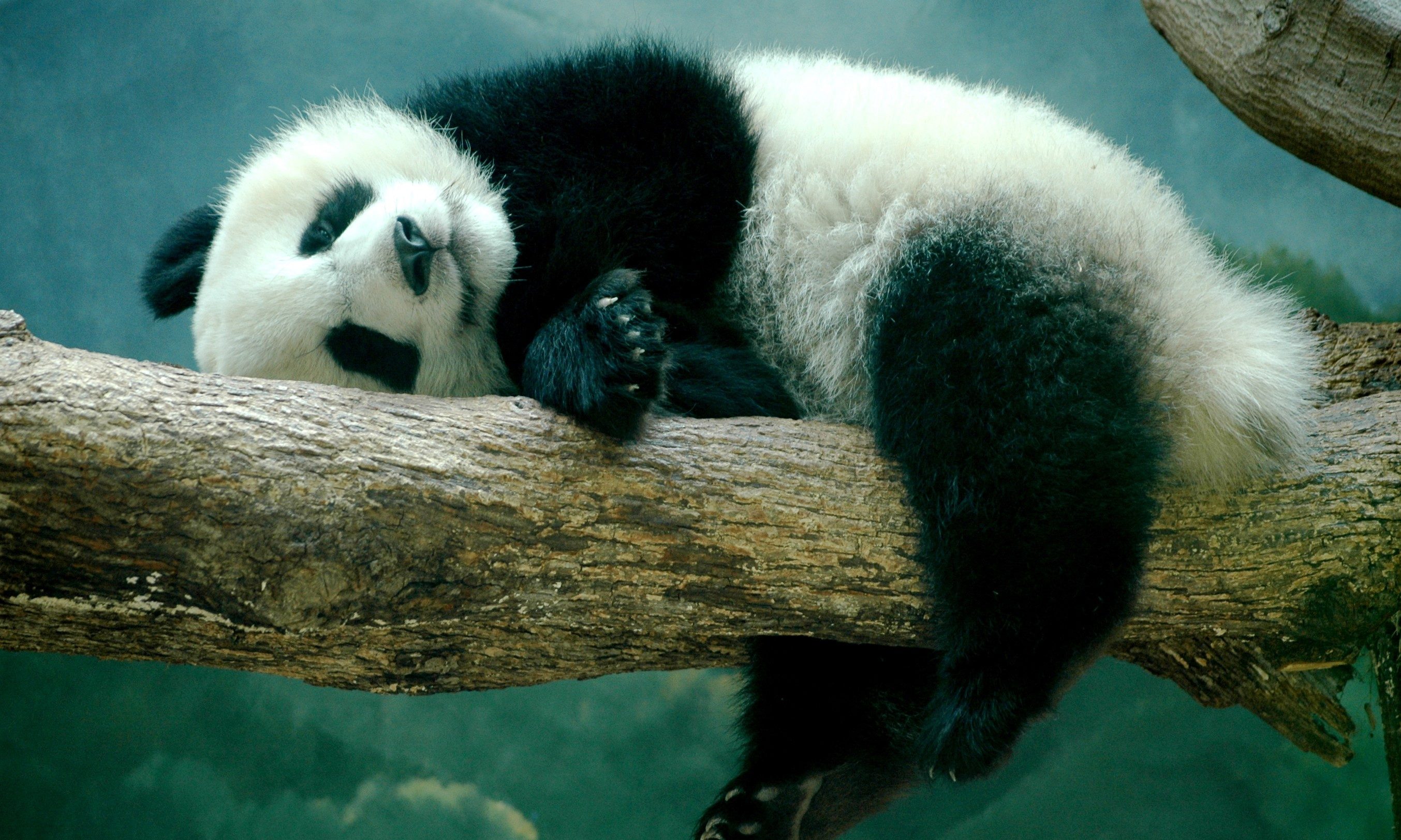 Panda Sleeping on a Tree Branch