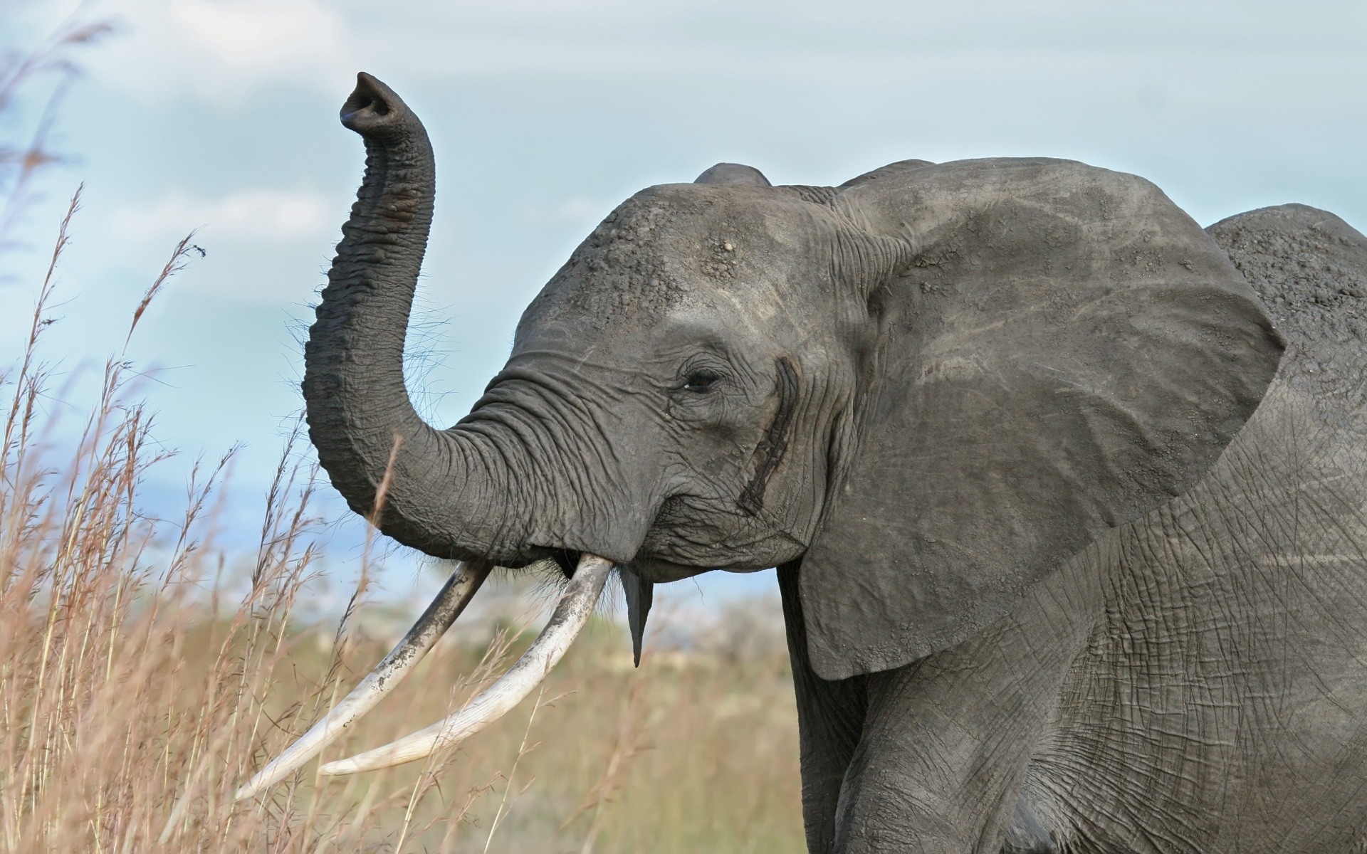 African bush elephant Picture