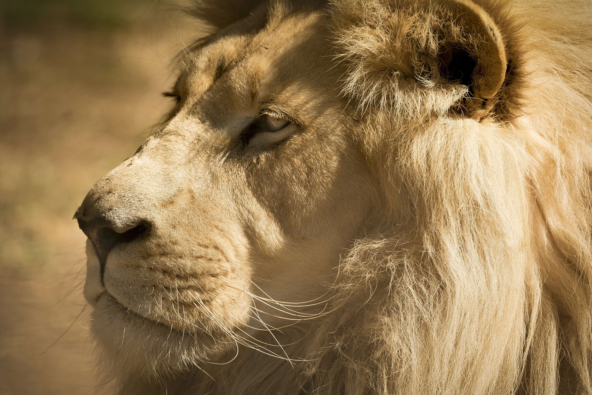 Head Portrait of a Lion by Ian Lindsay
