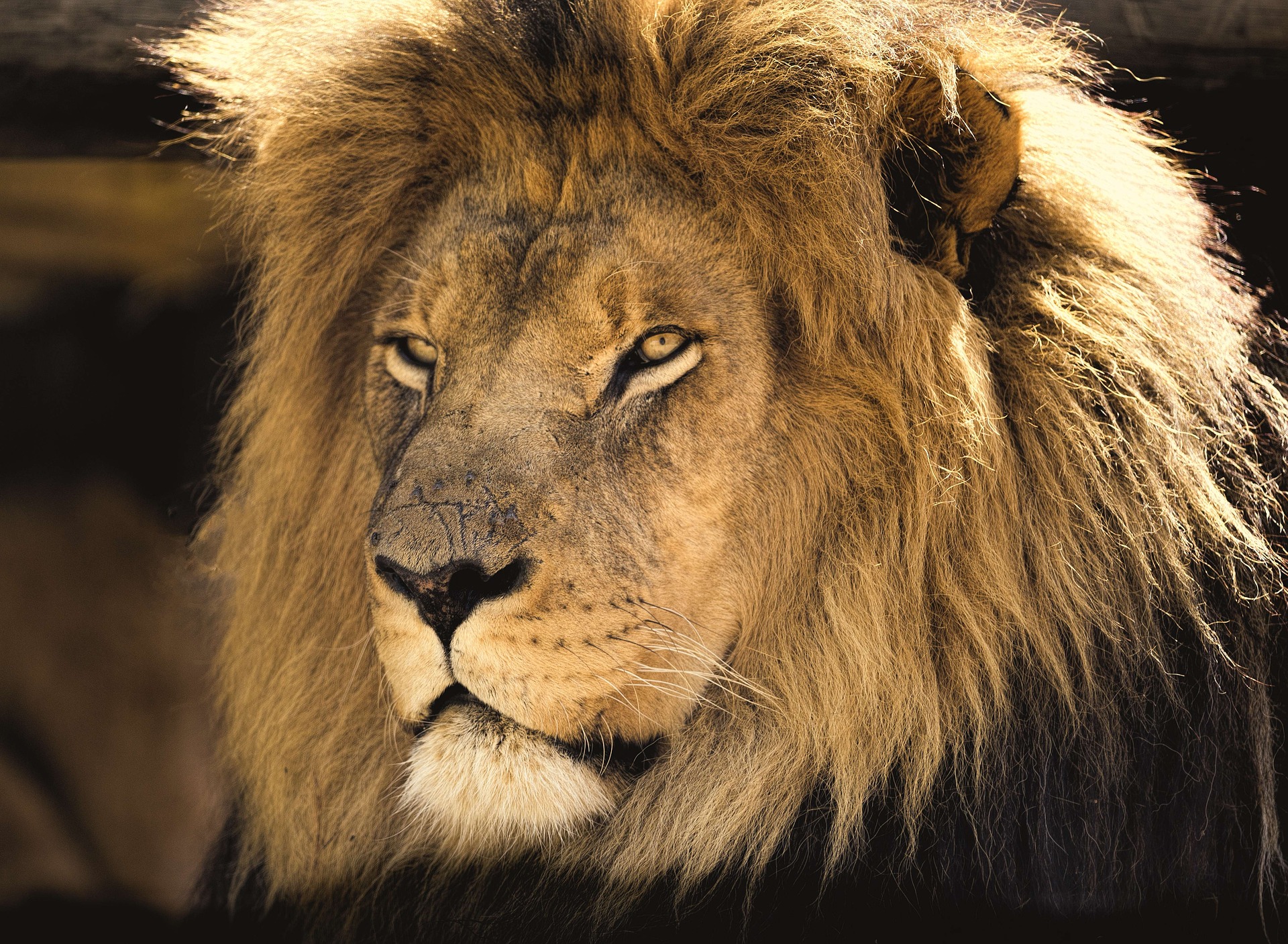 Head Portrait of a Lion in Africa by Ian Lindsay