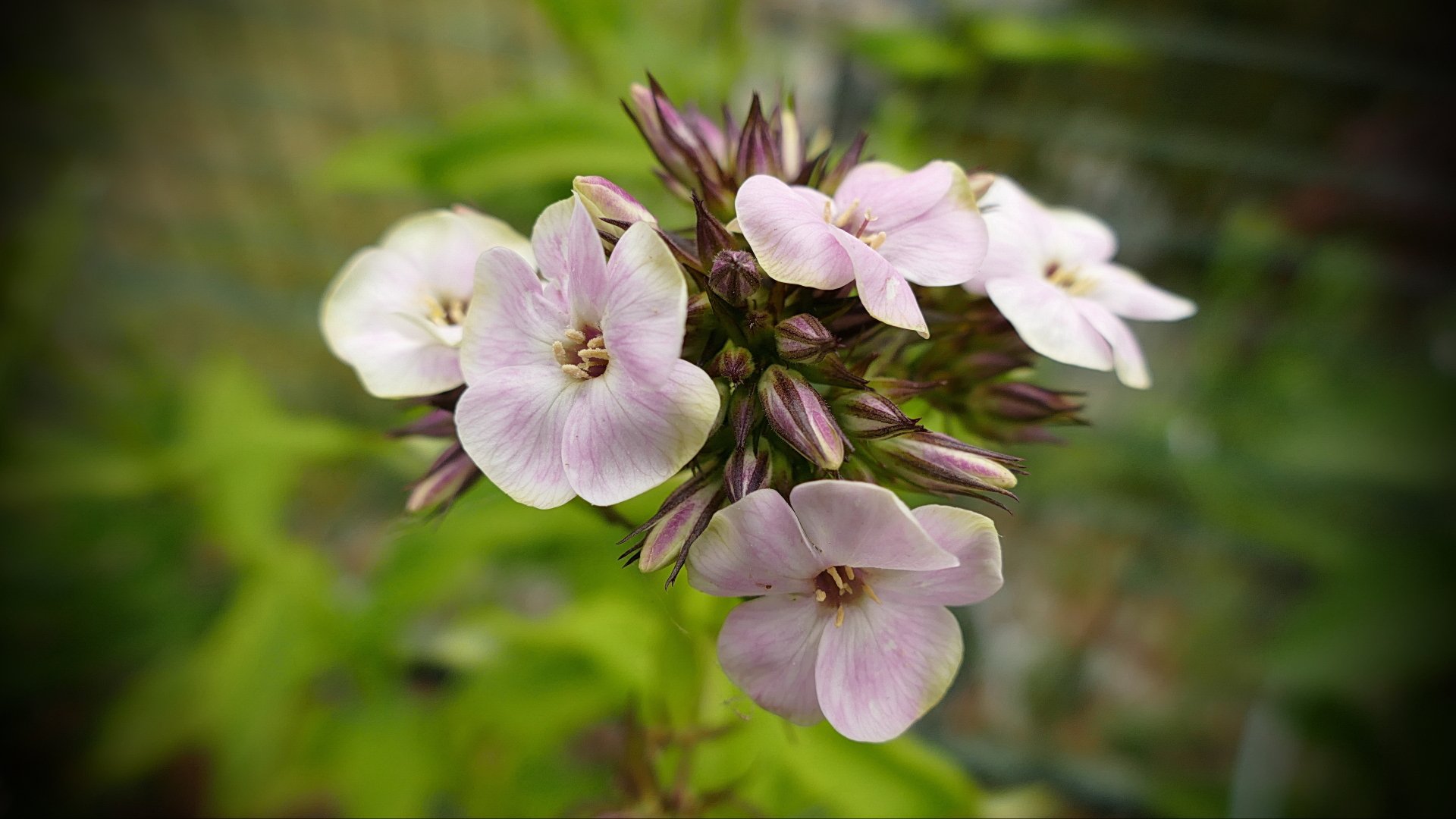  Phlox1