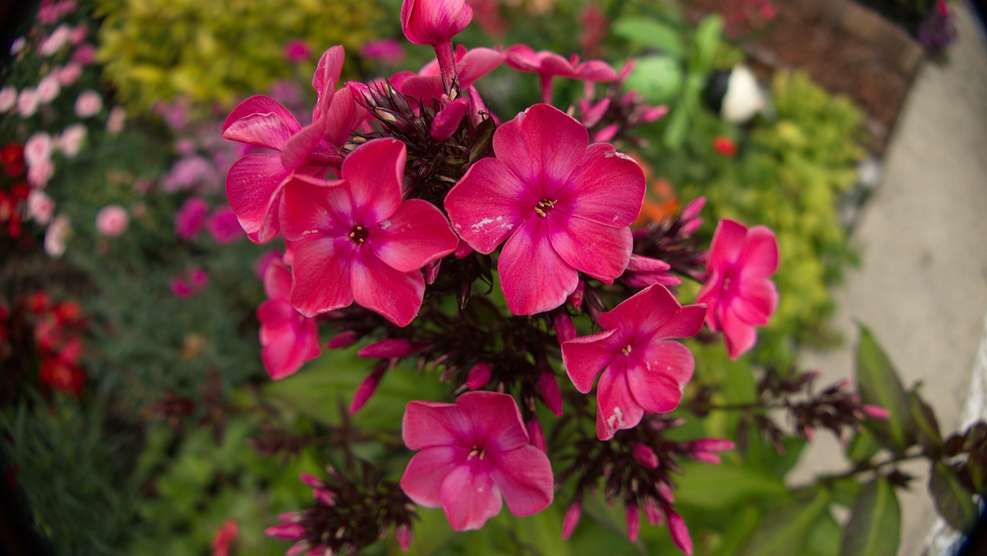  Phlox 2