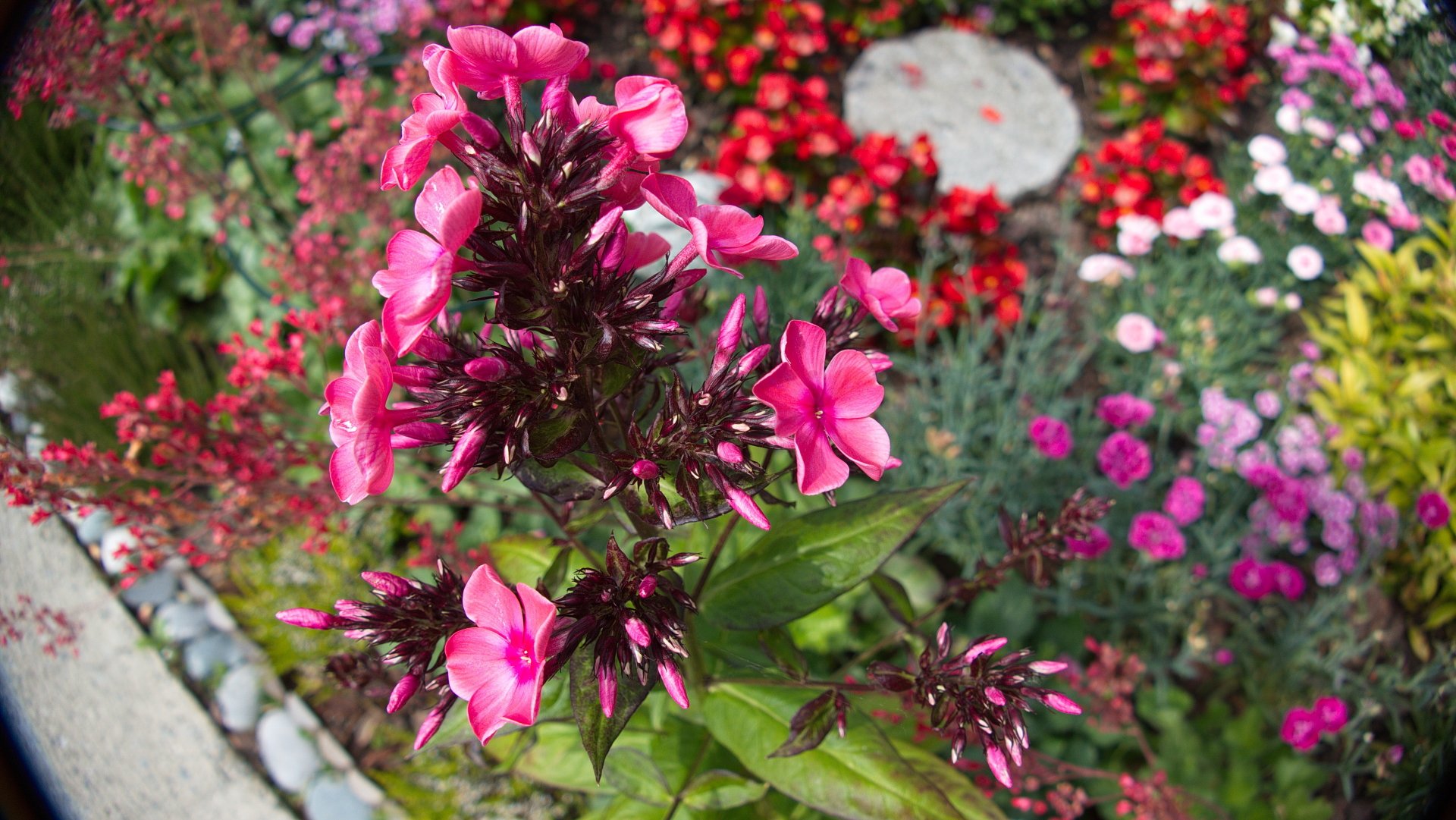  Phlox 3