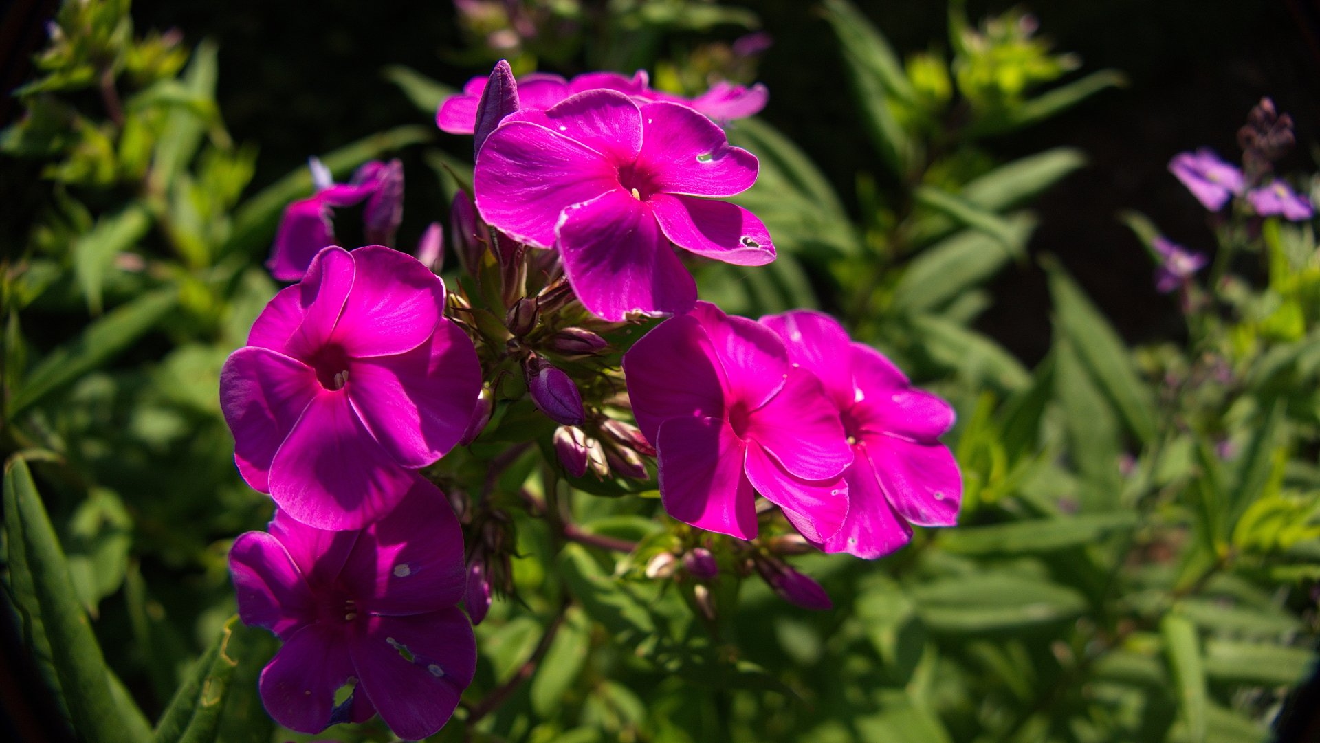  Phlox 4