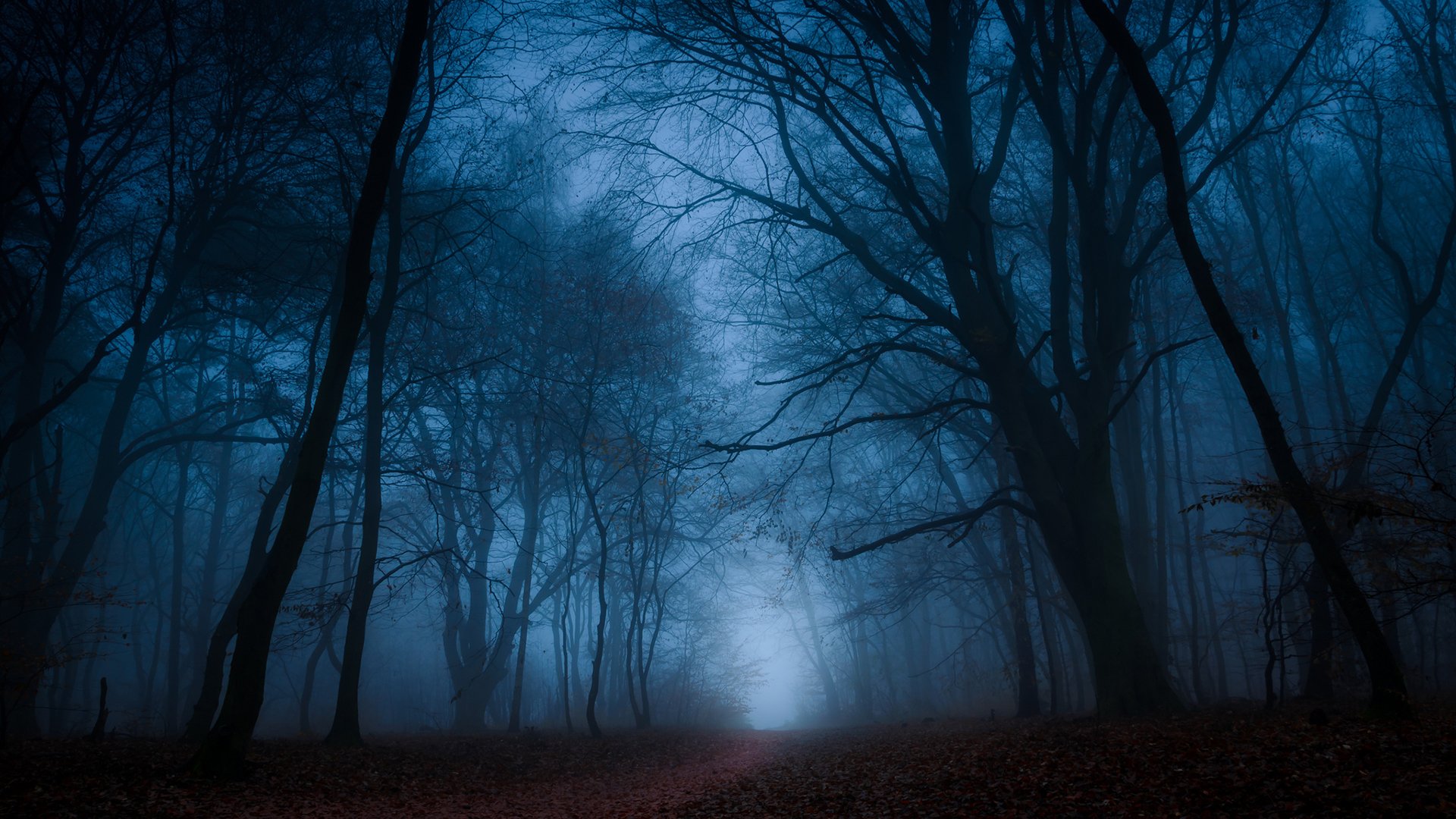 nature fog Image