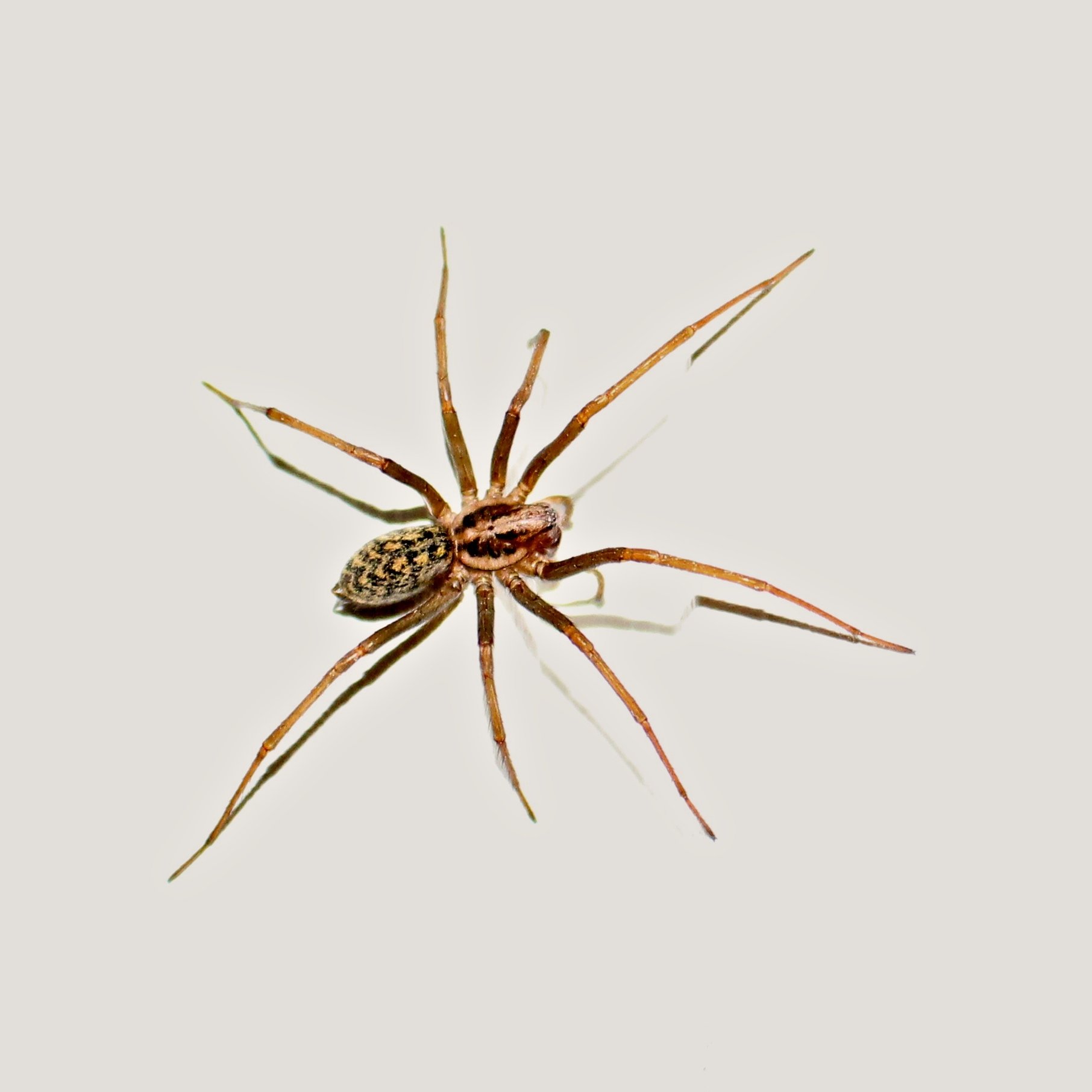 Large Housespider