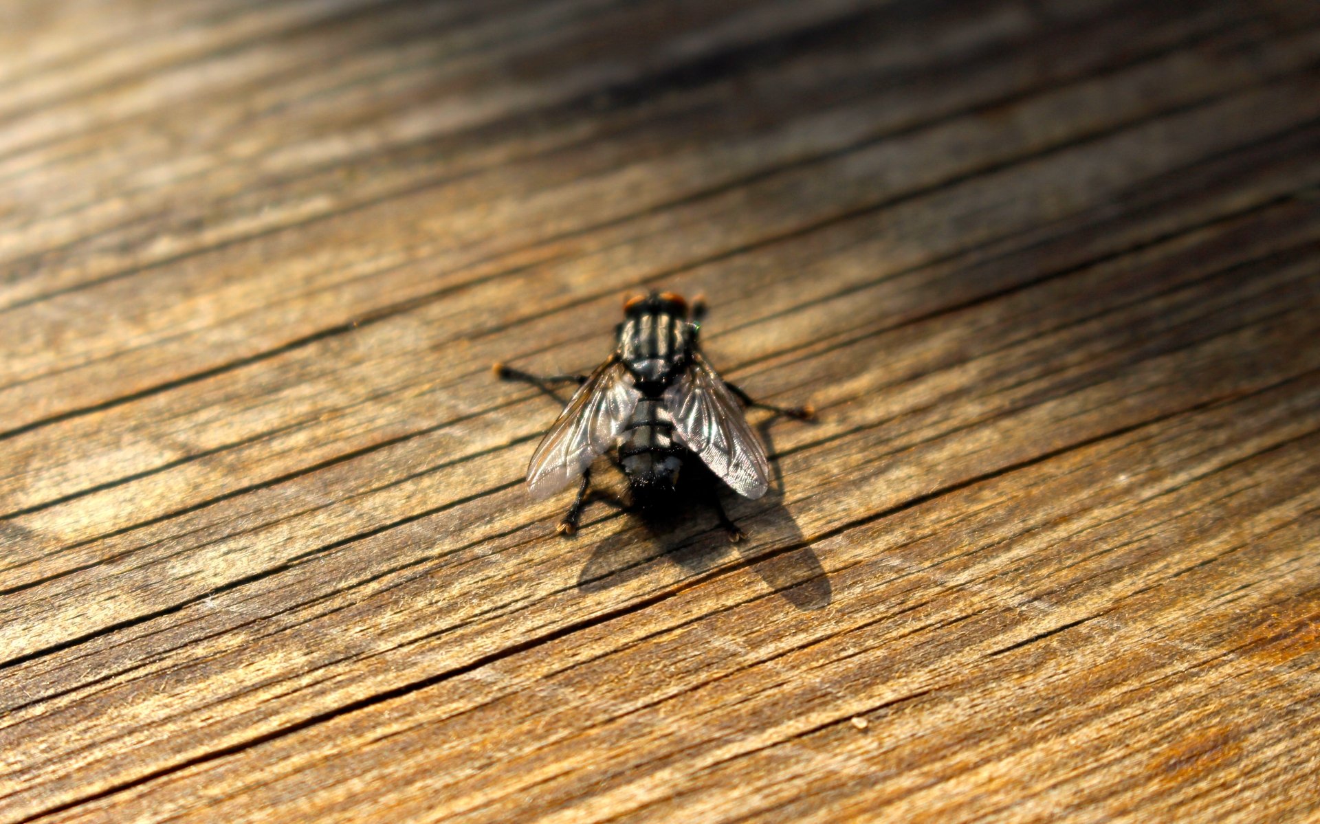  Fly on wood