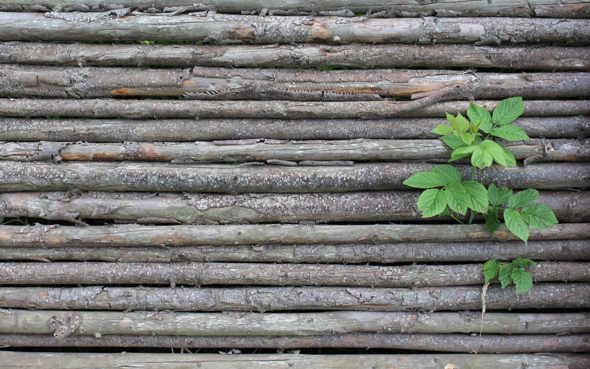  Nature pushing through