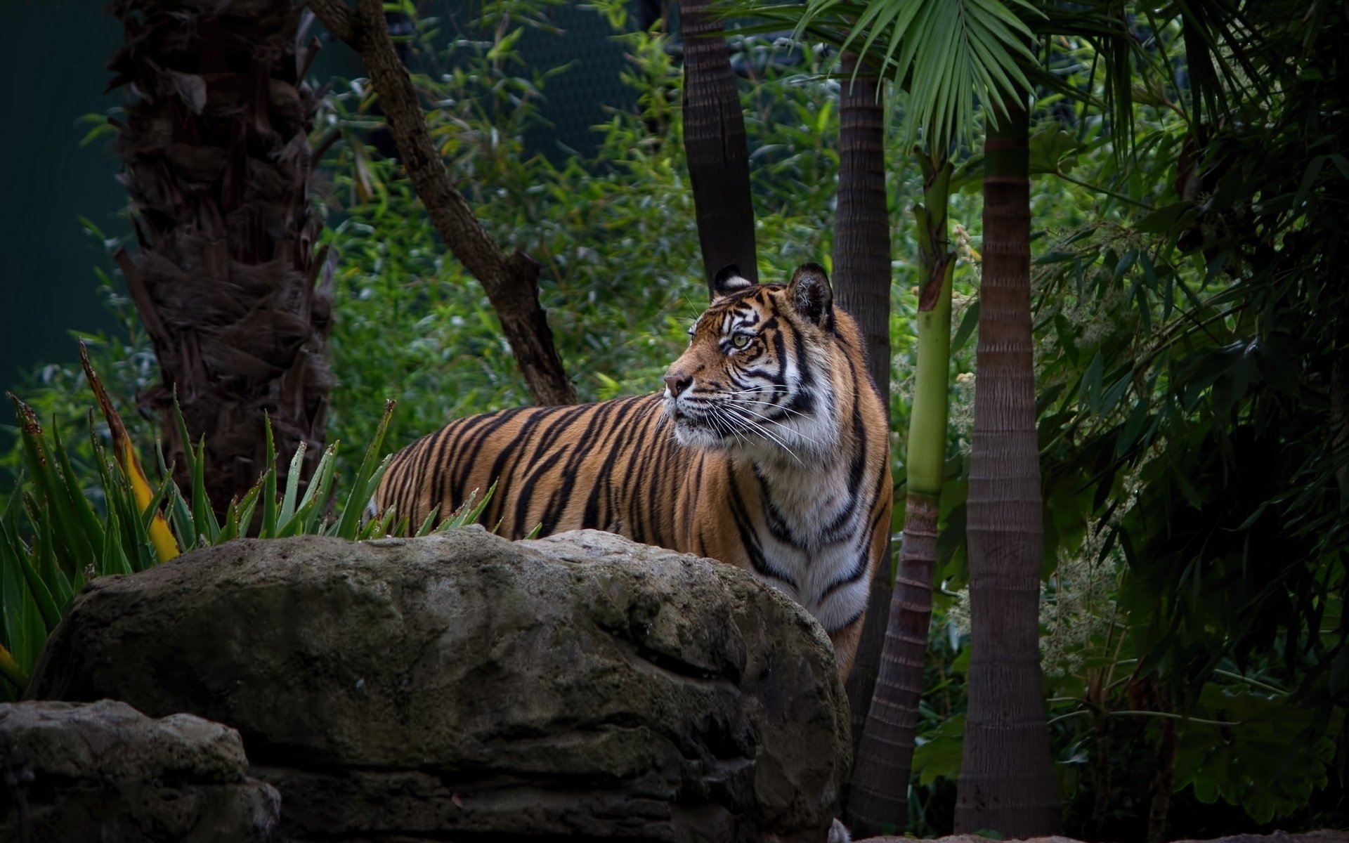 A majestic tiger stands among lush greenery and rocks, showcasing its striking orange and black stripes in a serene natural setting.