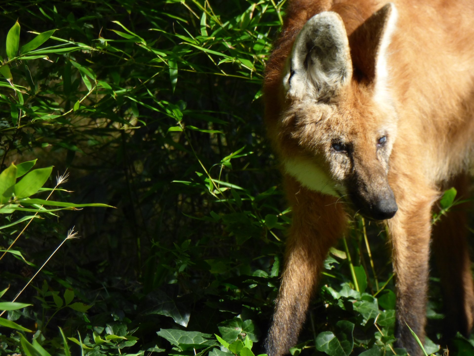 A maned wolf stands among green foliage, its reddish fur and long legs visible in dappled sunlight.