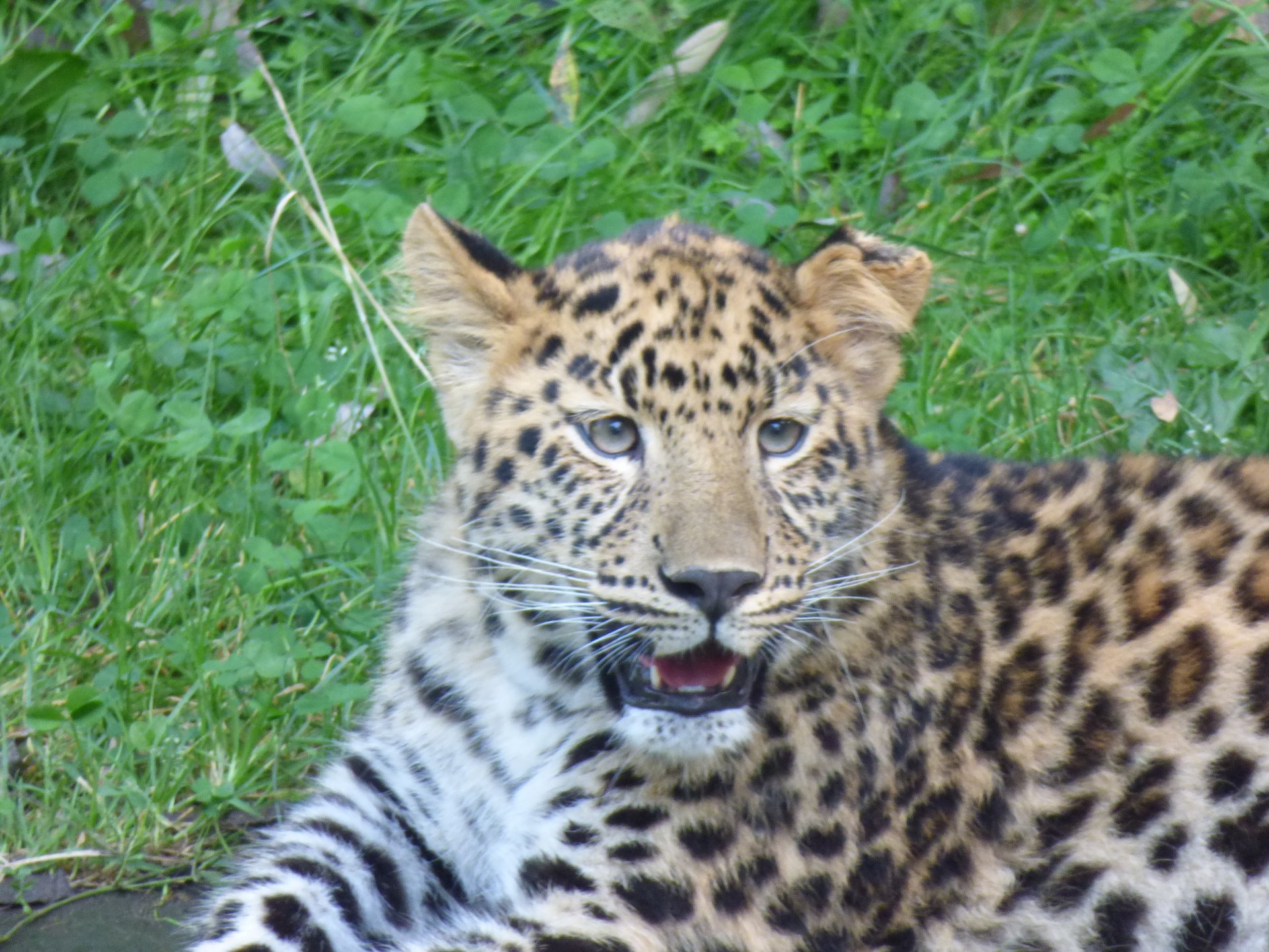 A close-up of a leopard lying on grass, showing its distinctive spotted coat and alert expression.