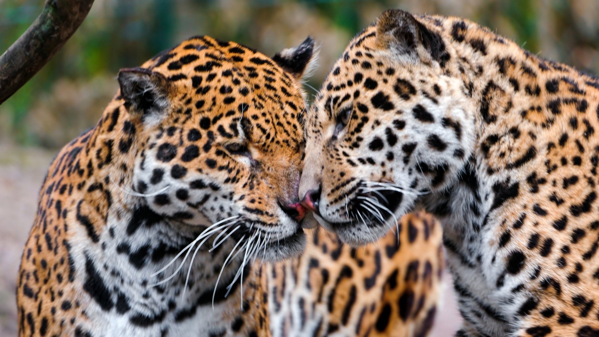 A loving jaguar